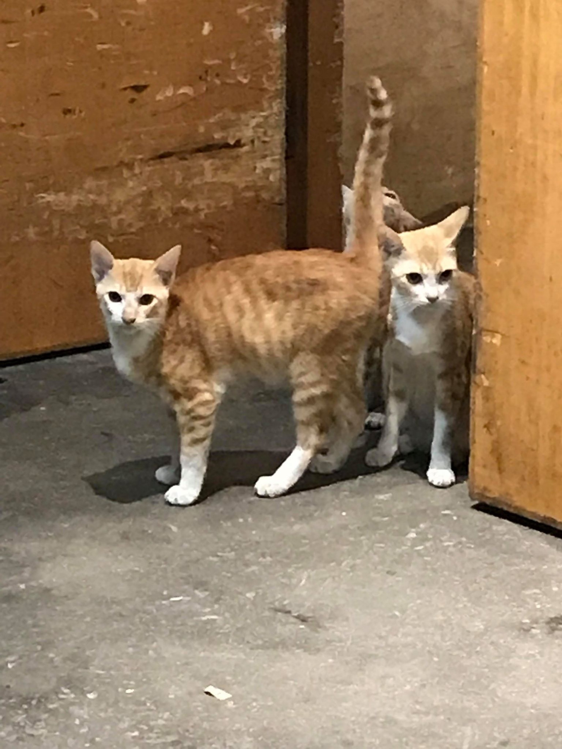 工廈內倉貓數量曾逾20隻。目前貨倉內有3隻大貓、4隻小貓。(相片由受訪者提供) 工廈內倉貓數量曾逾20隻。目前貨倉內有3隻大貓、4隻小貓。(相片由受訪者提供)