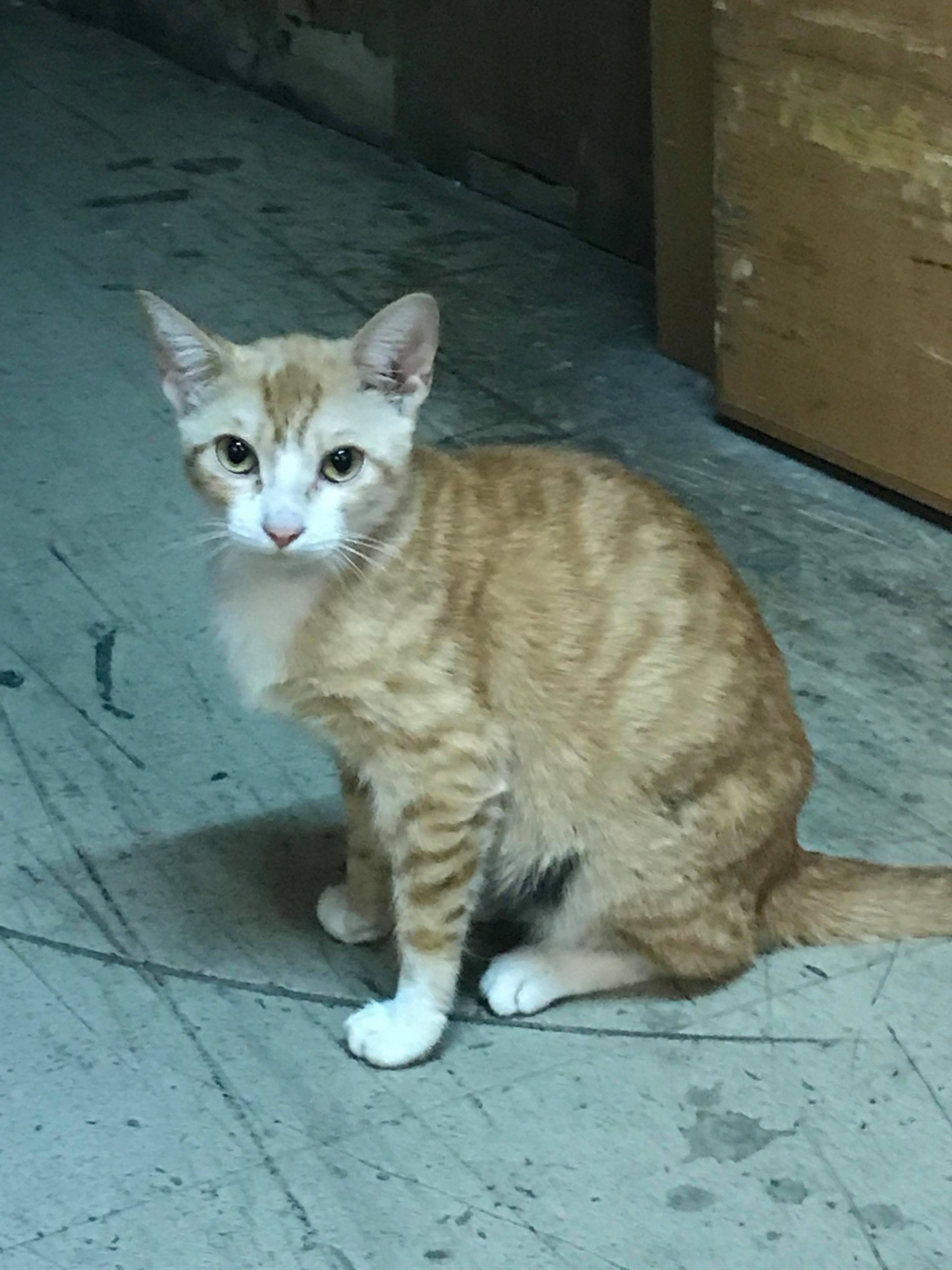 經過上次捕捉行動,倉貓的戒心明顯提高。(相片由受訪者提供) 經過上次捕捉行動,倉貓的戒心明顯提高。(相片由受訪者提供)