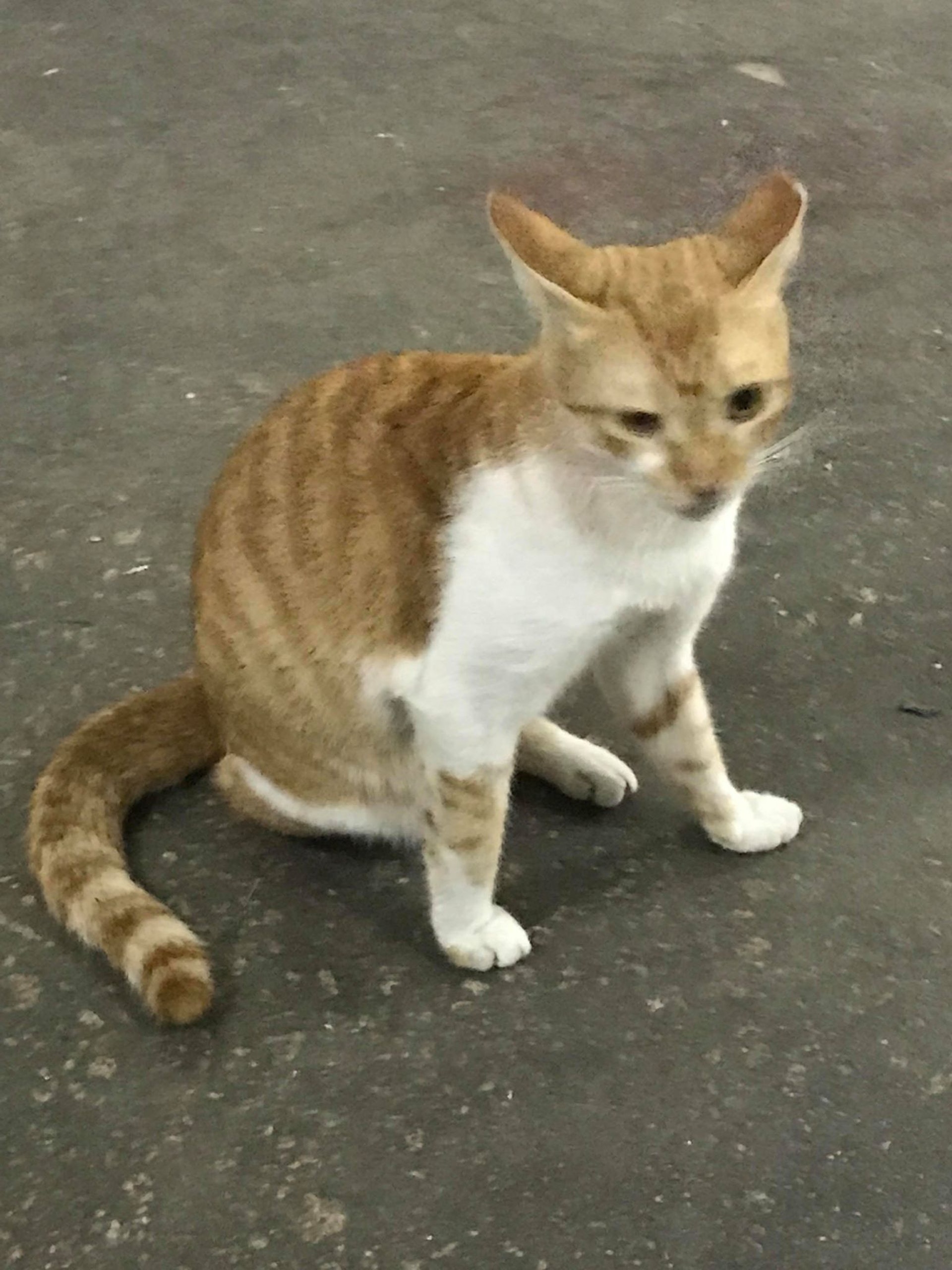 (相片由受訪者提供) (相片由受訪者提供)