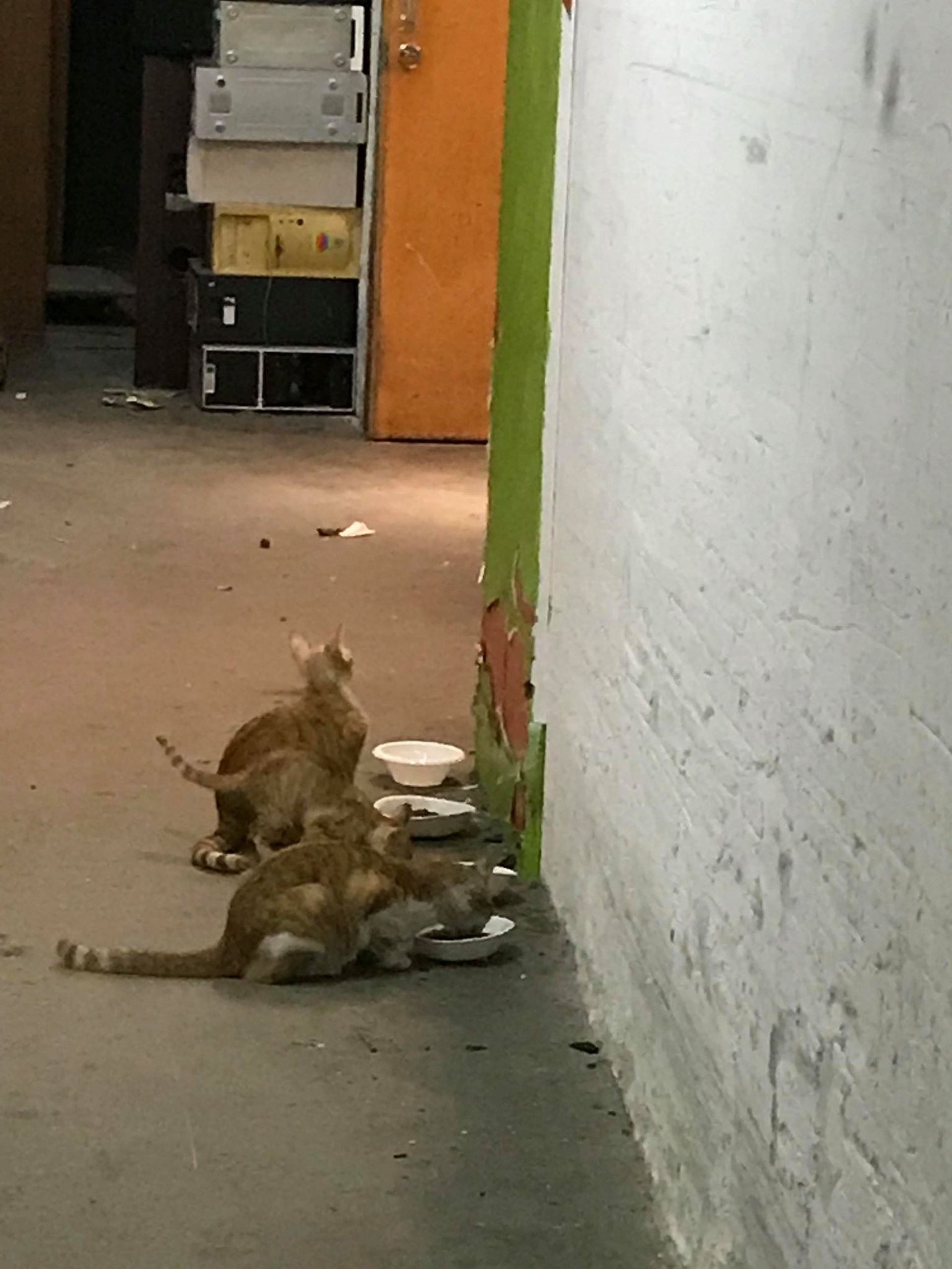 (相片由受訪者提供) (相片由受訪者提供)