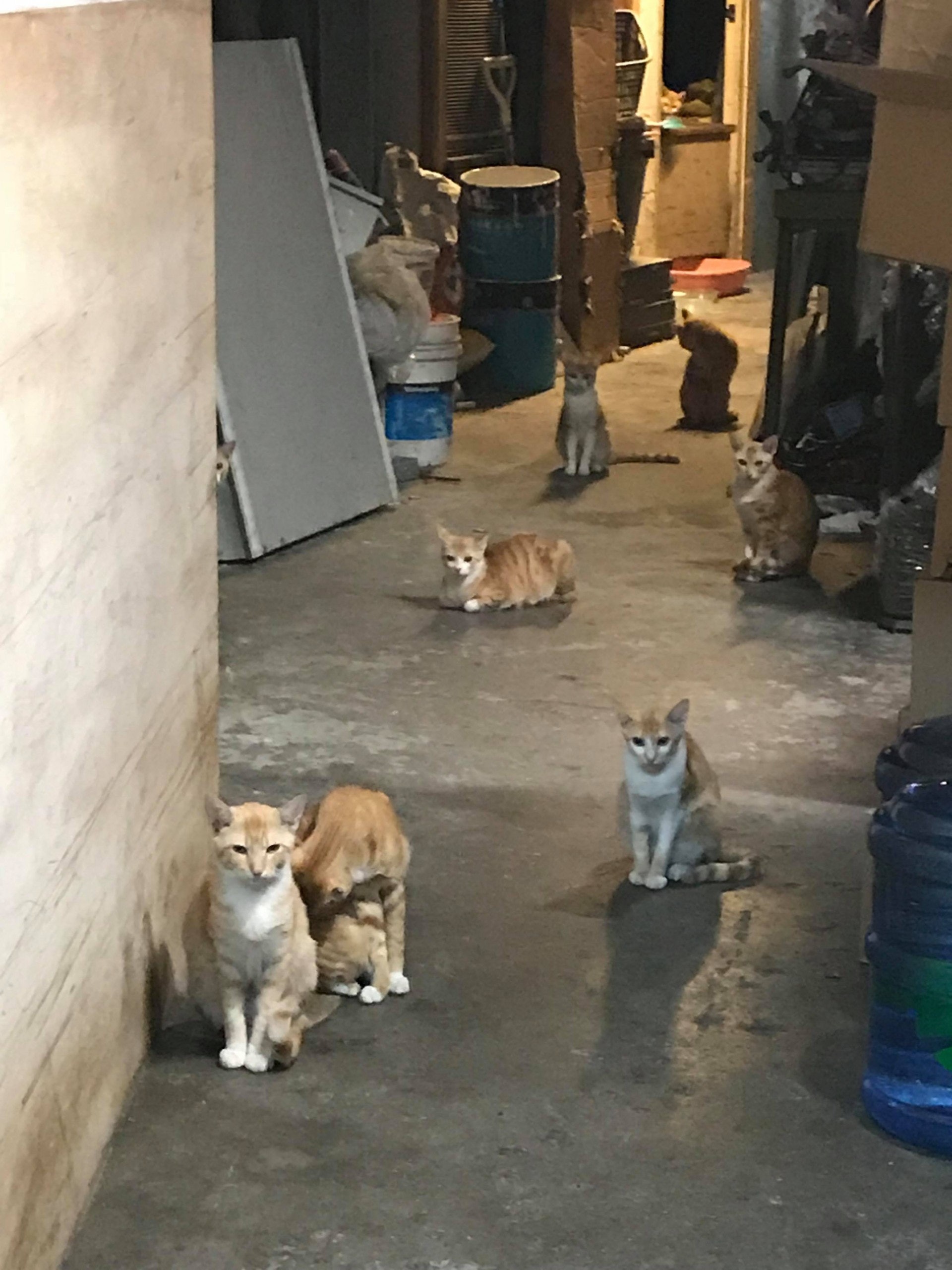 (相片由受訪者提供) (相片由受訪者提供)