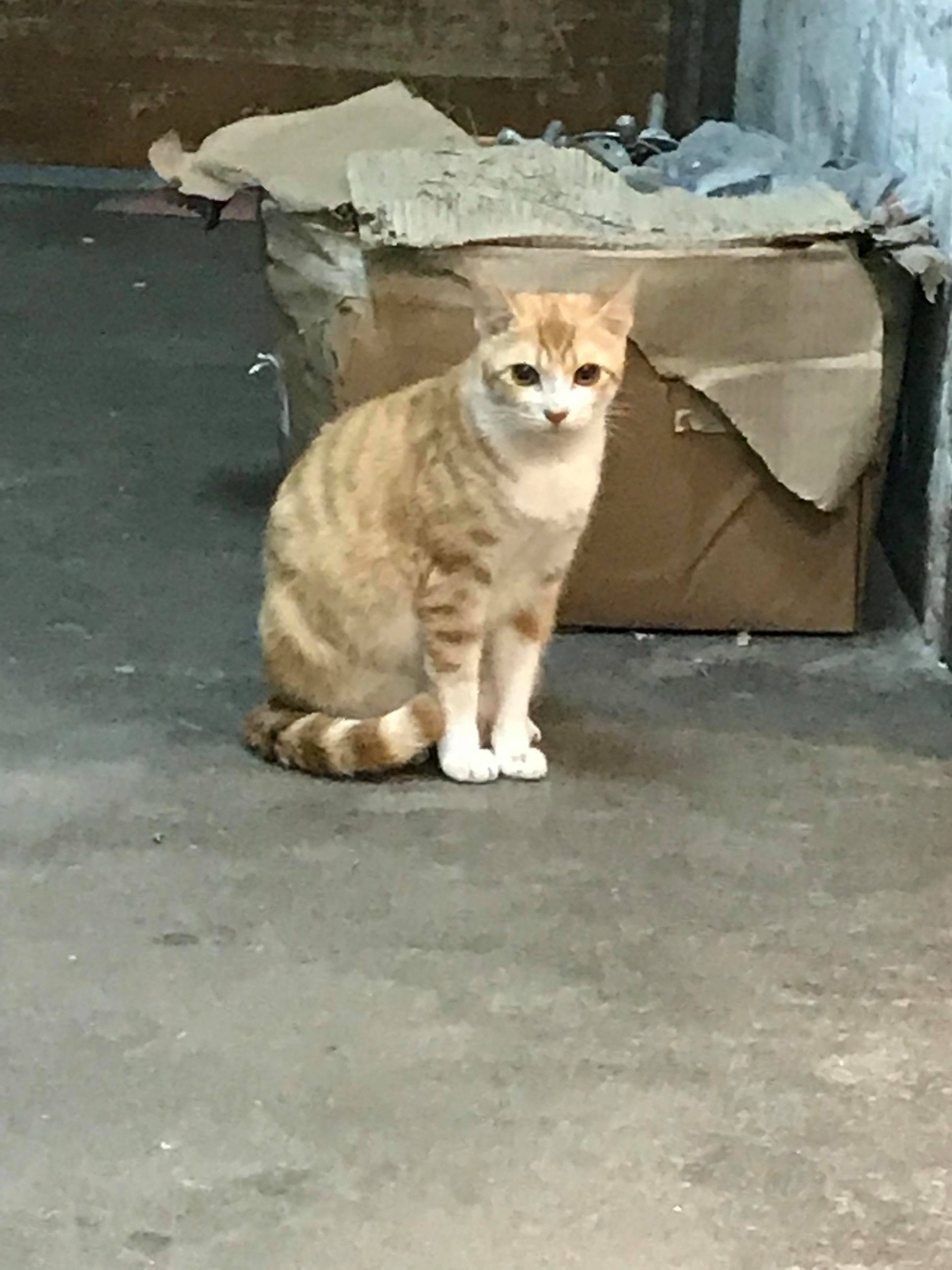 (相片由受訪者提供) (相片由受訪者提供)