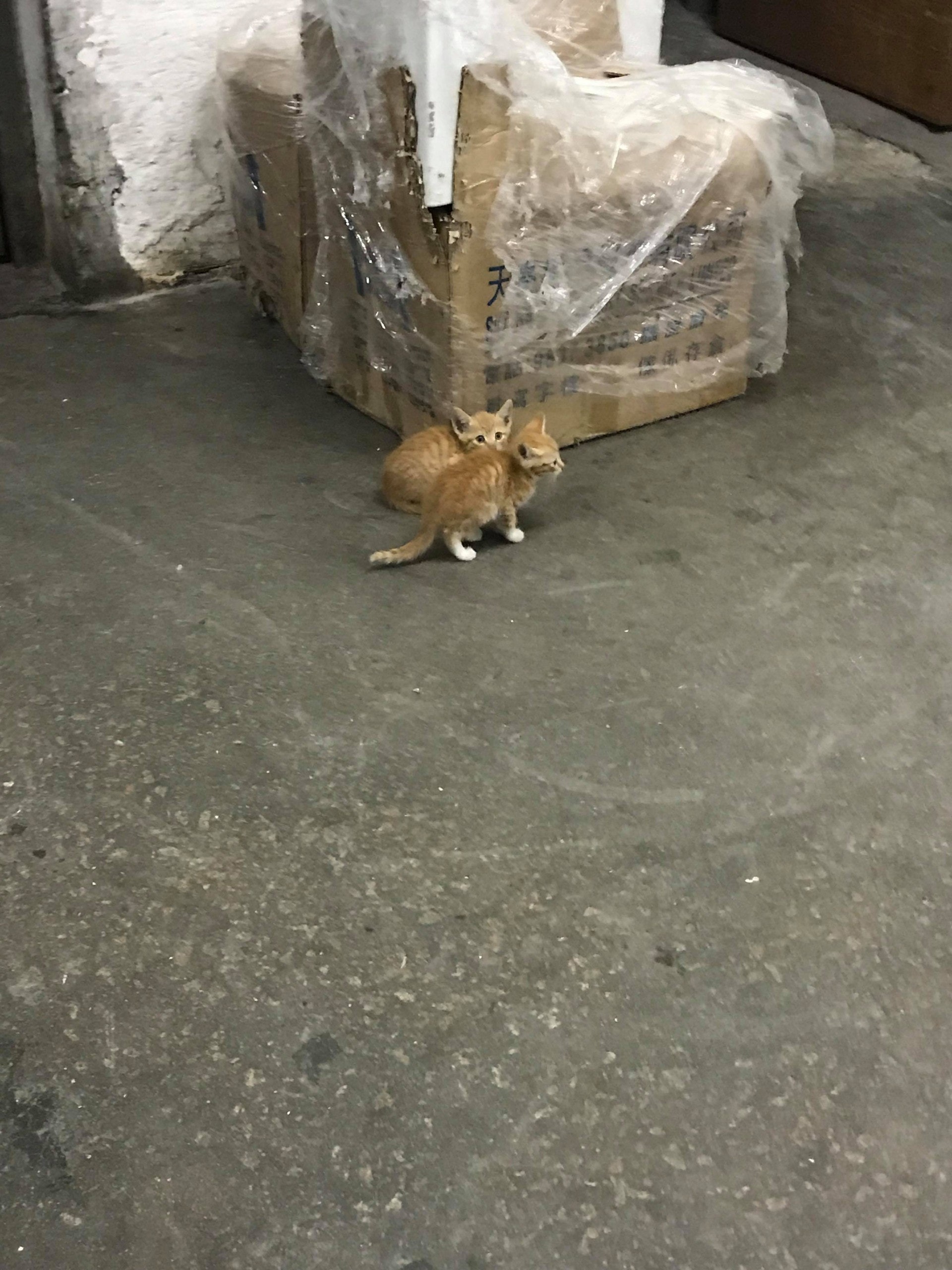 (相片由受訪者提供) (相片由受訪者提供)