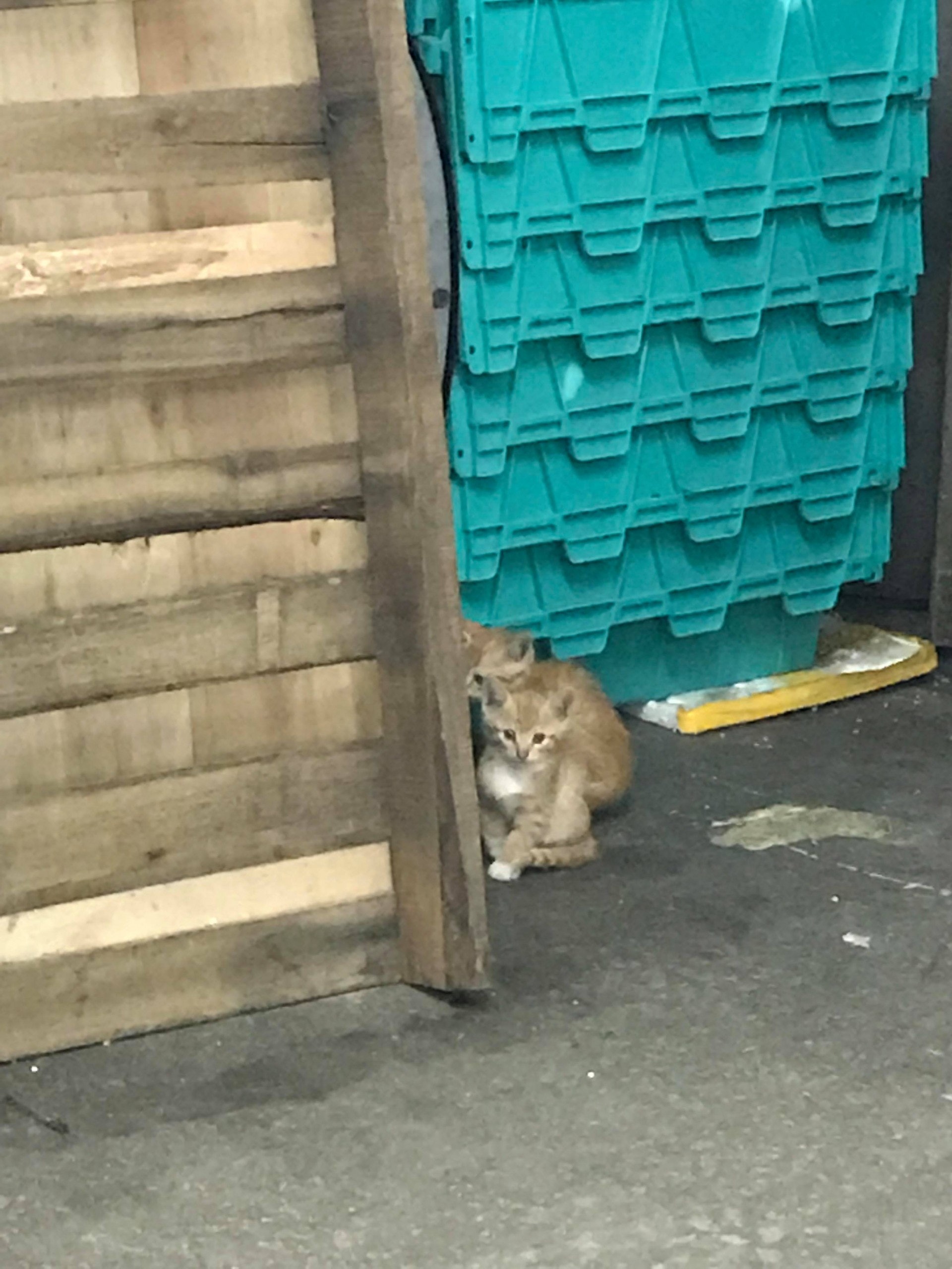 (相片由受訪者提供) (相片由受訪者提供)