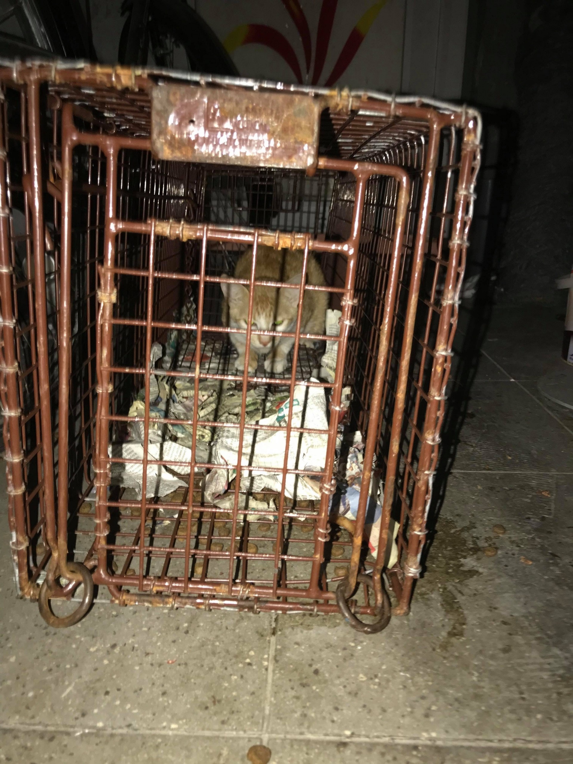 (相片由受訪者提供) (相片由受訪者提供)