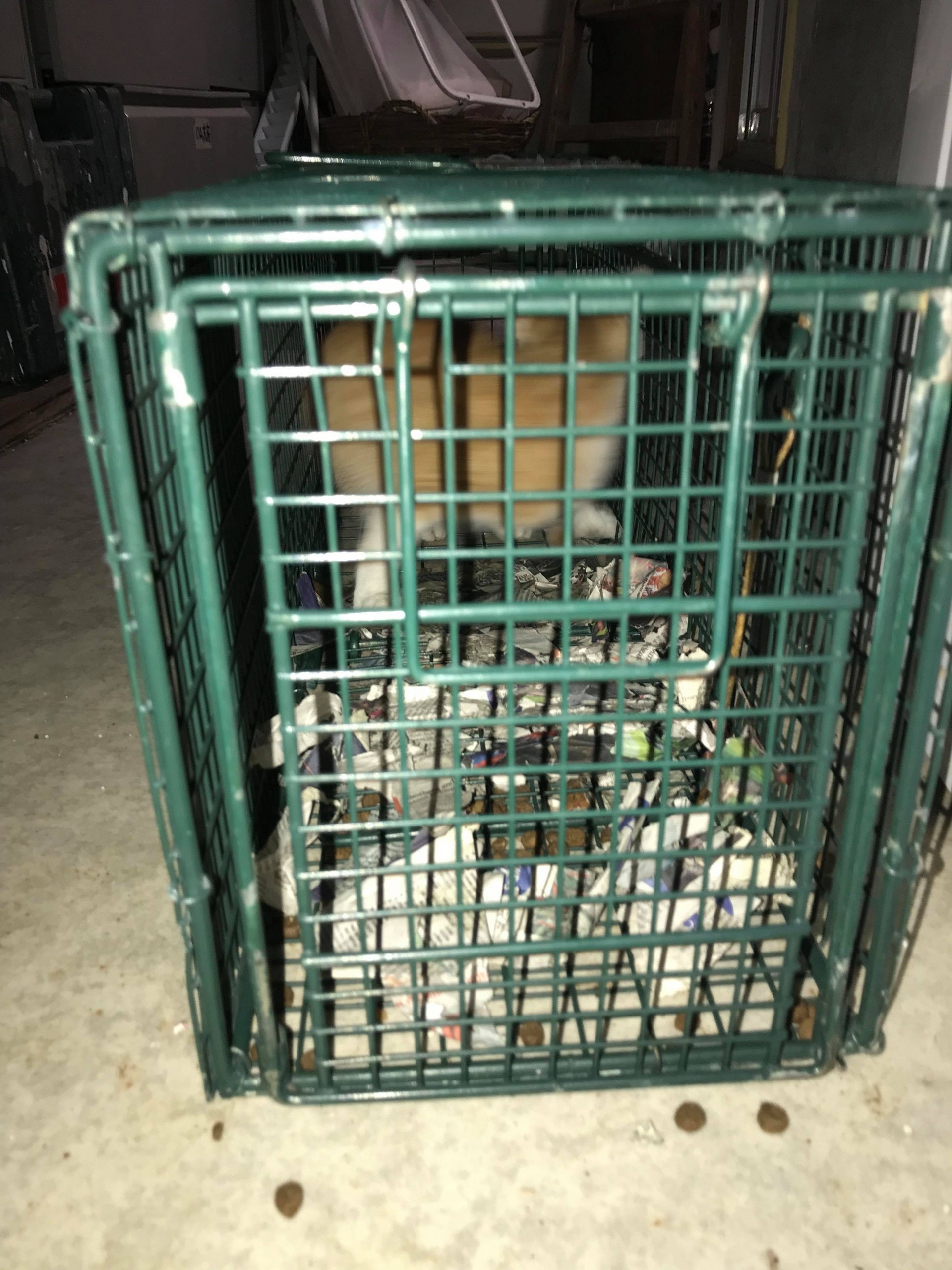 (相片由受訪者提供) (相片由受訪者提供)