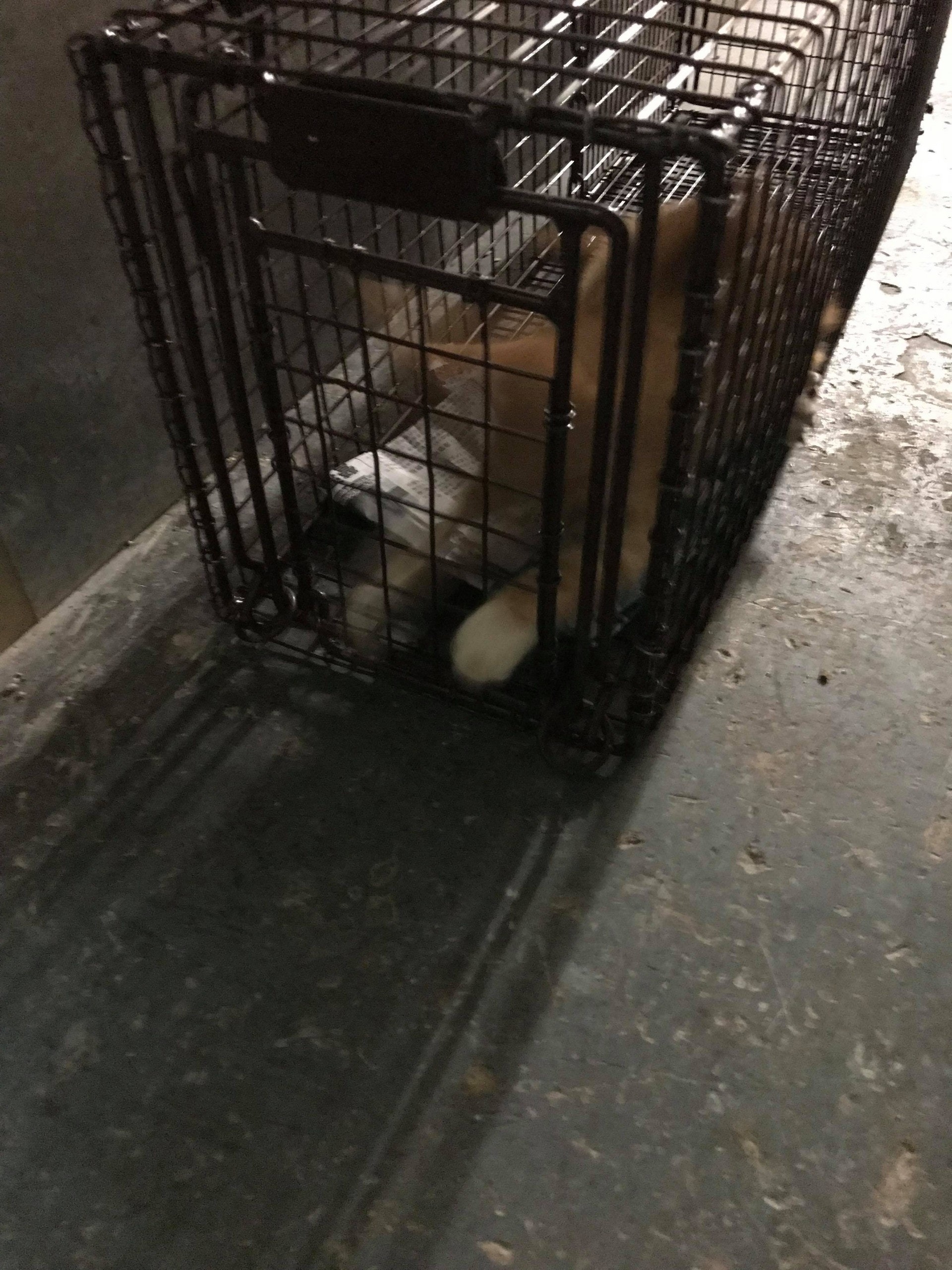 (相片由受訪者提供) (相片由受訪者提供)