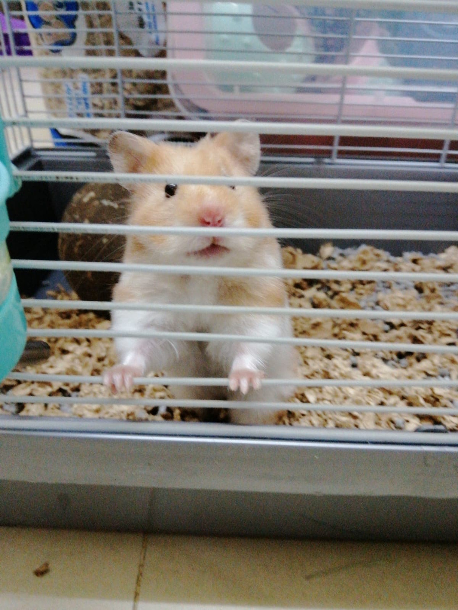 不少倉鼠都非常可愛。(相片由受訪者提供) 不少倉鼠都非常可愛。(相片由受訪者提供)