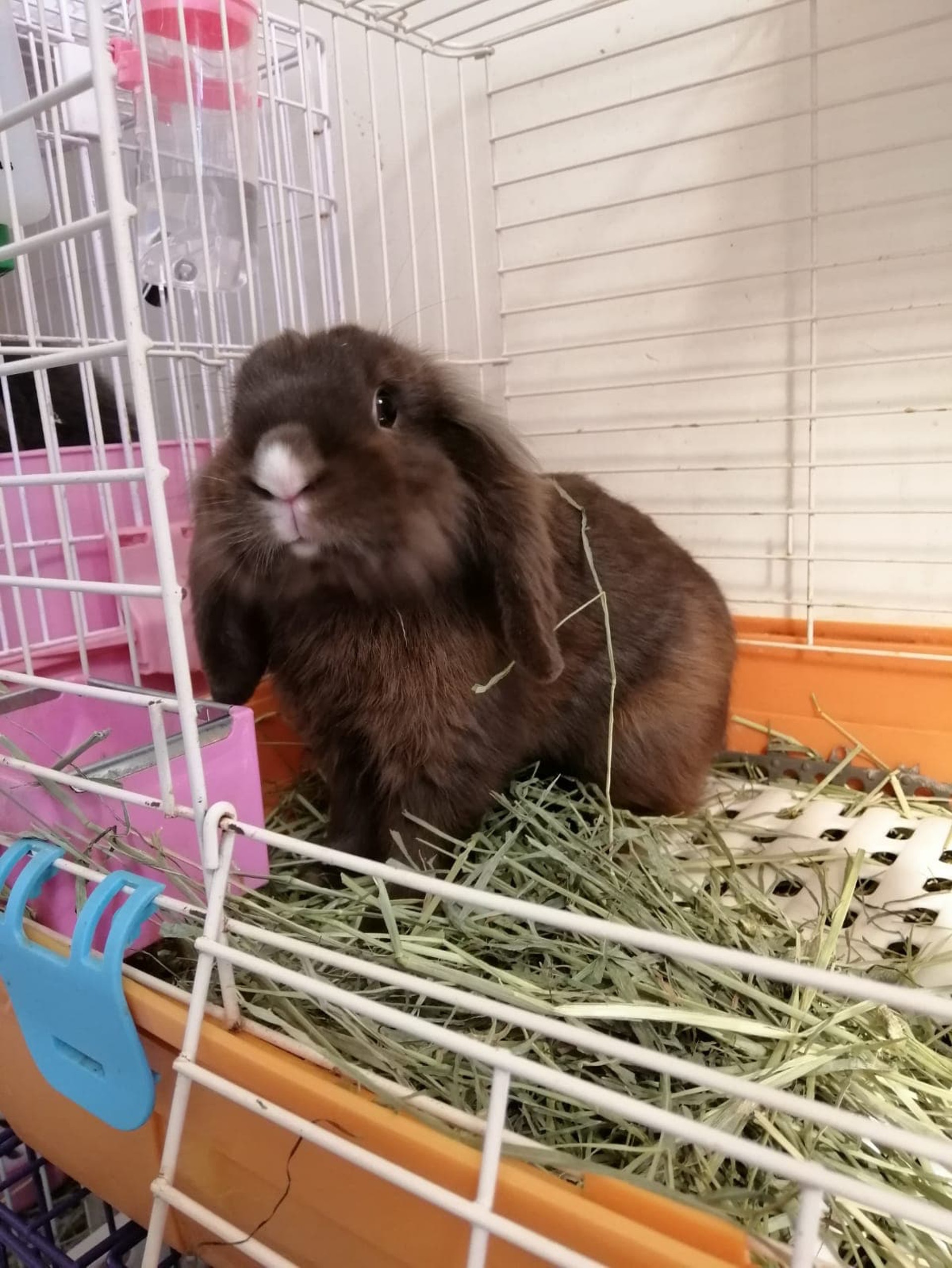 場內亦有兔子。(相片由受訪者提供) 場內亦有兔子。(相片由受訪者提供)