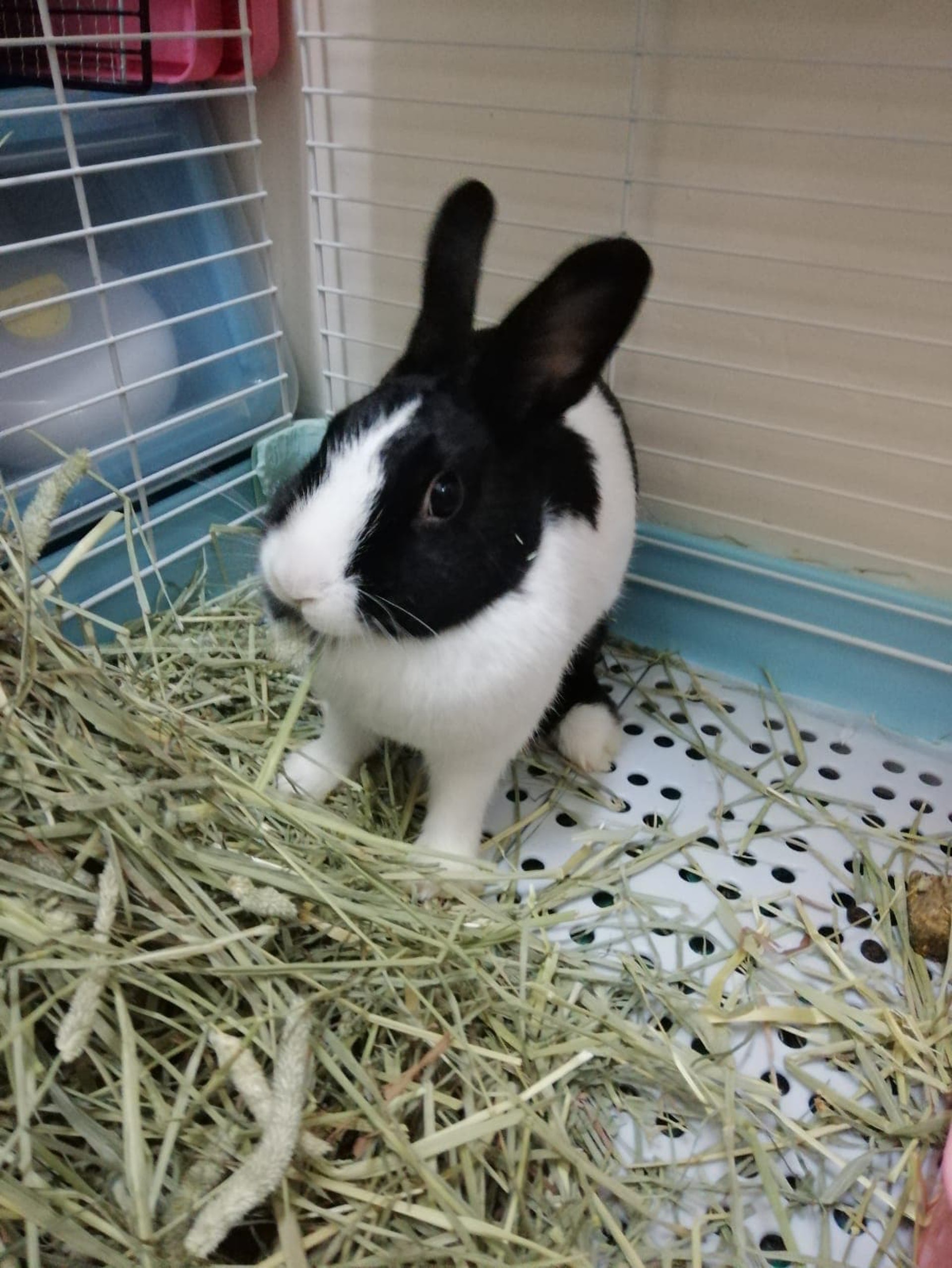 牠們非常乖巧,並不抗拒陌生人的懷抱。(相片由受訪者提供) 牠們非常乖巧,並不抗拒陌生人的懷抱。(相片由受訪者提供)