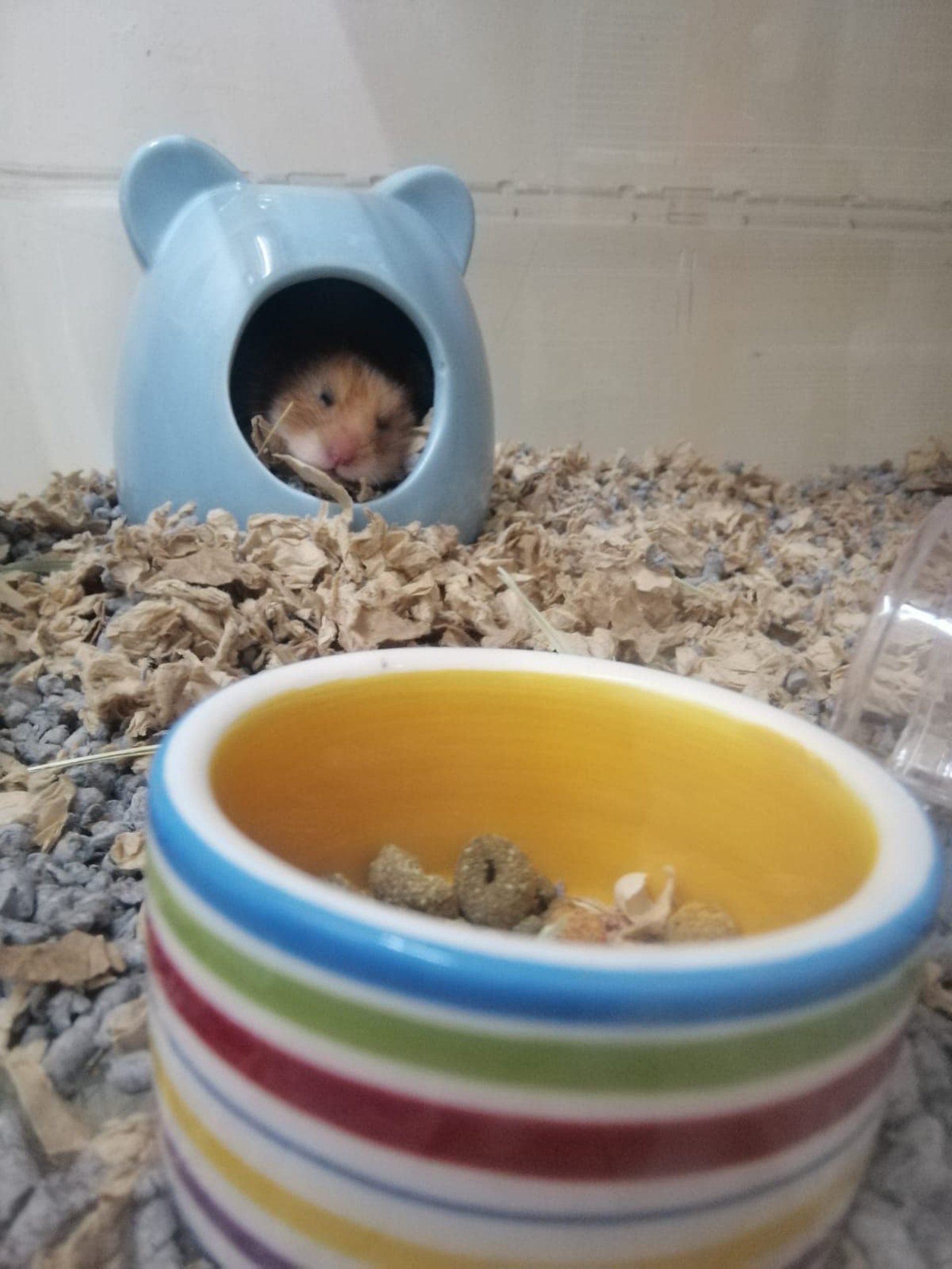 (相片由受訪者提供) (相片由受訪者提供)