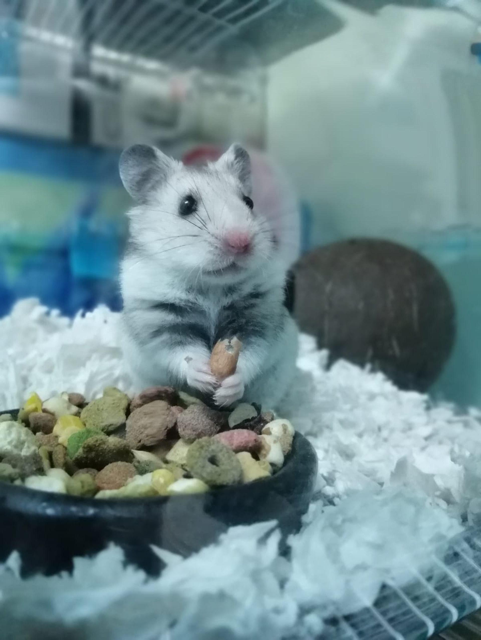 (相片由受訪者提供) (相片由受訪者提供)