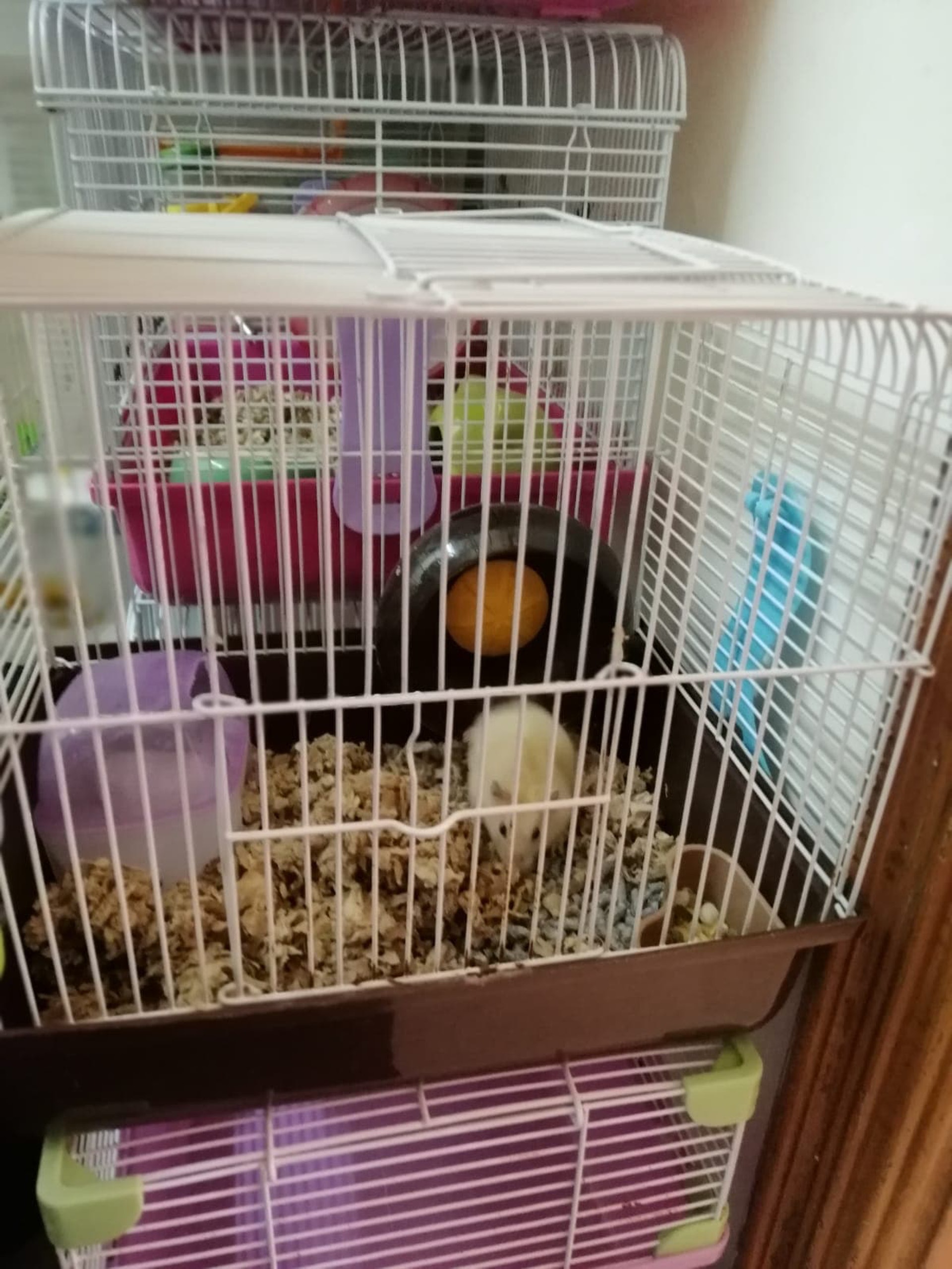 (相片由受訪者提供) (相片由受訪者提供)