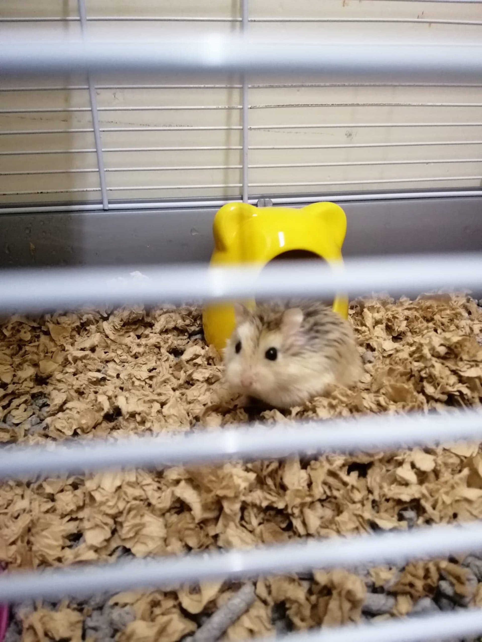 (相片由受訪者提供) (相片由受訪者提供)