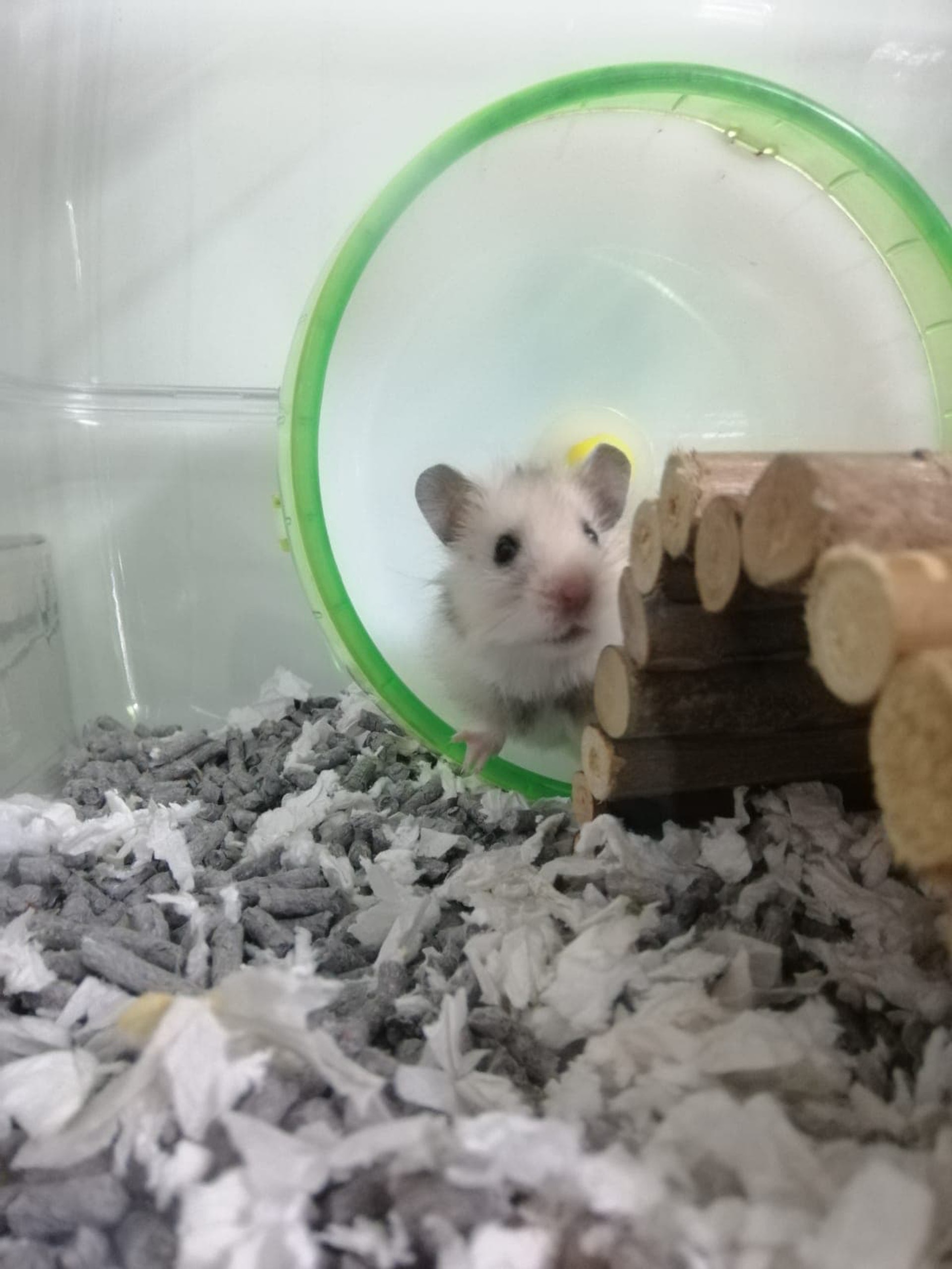 (相片由受訪者提供) (相片由受訪者提供)