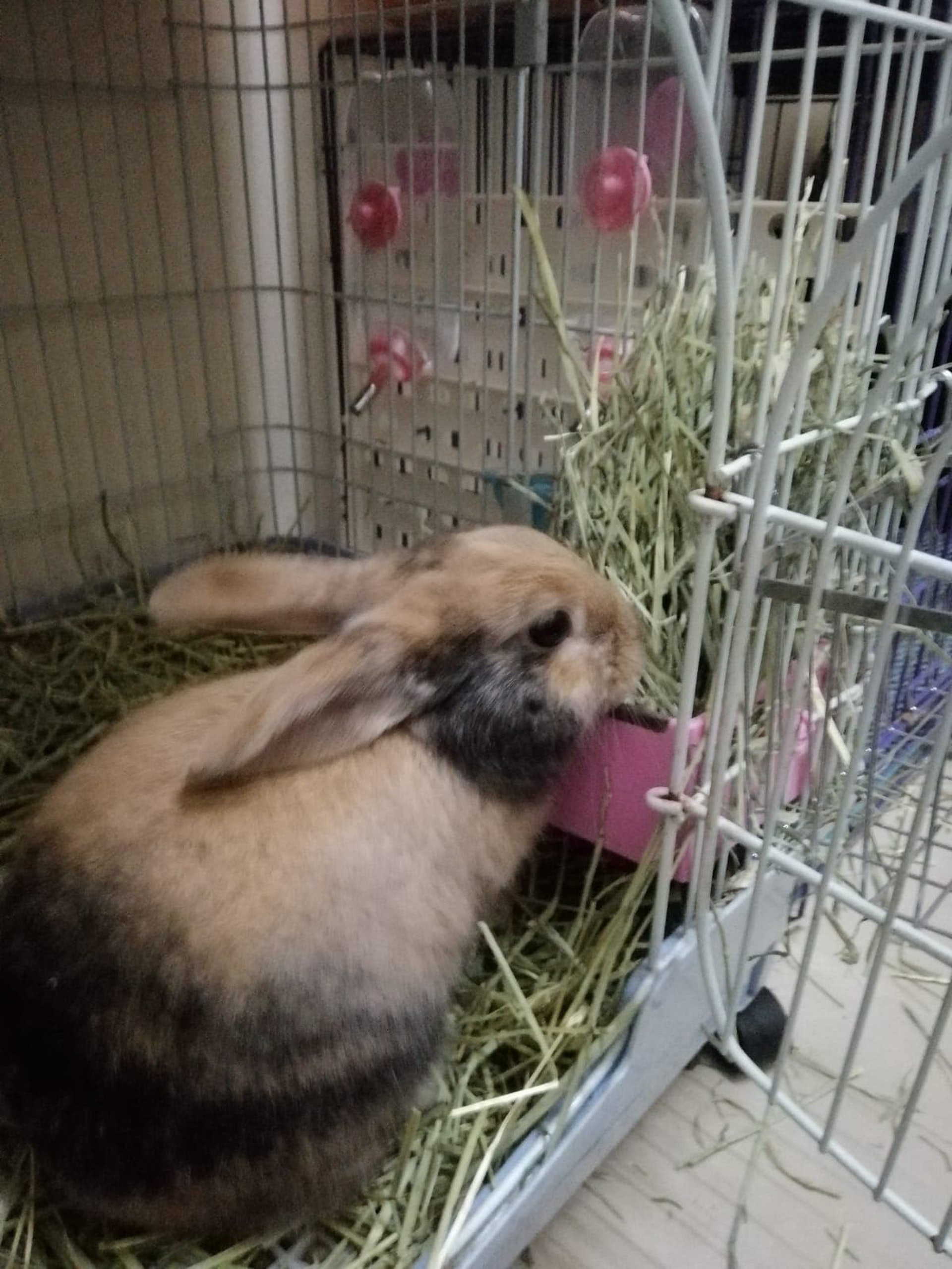 (相片由受訪者提供) (相片由受訪者提供)