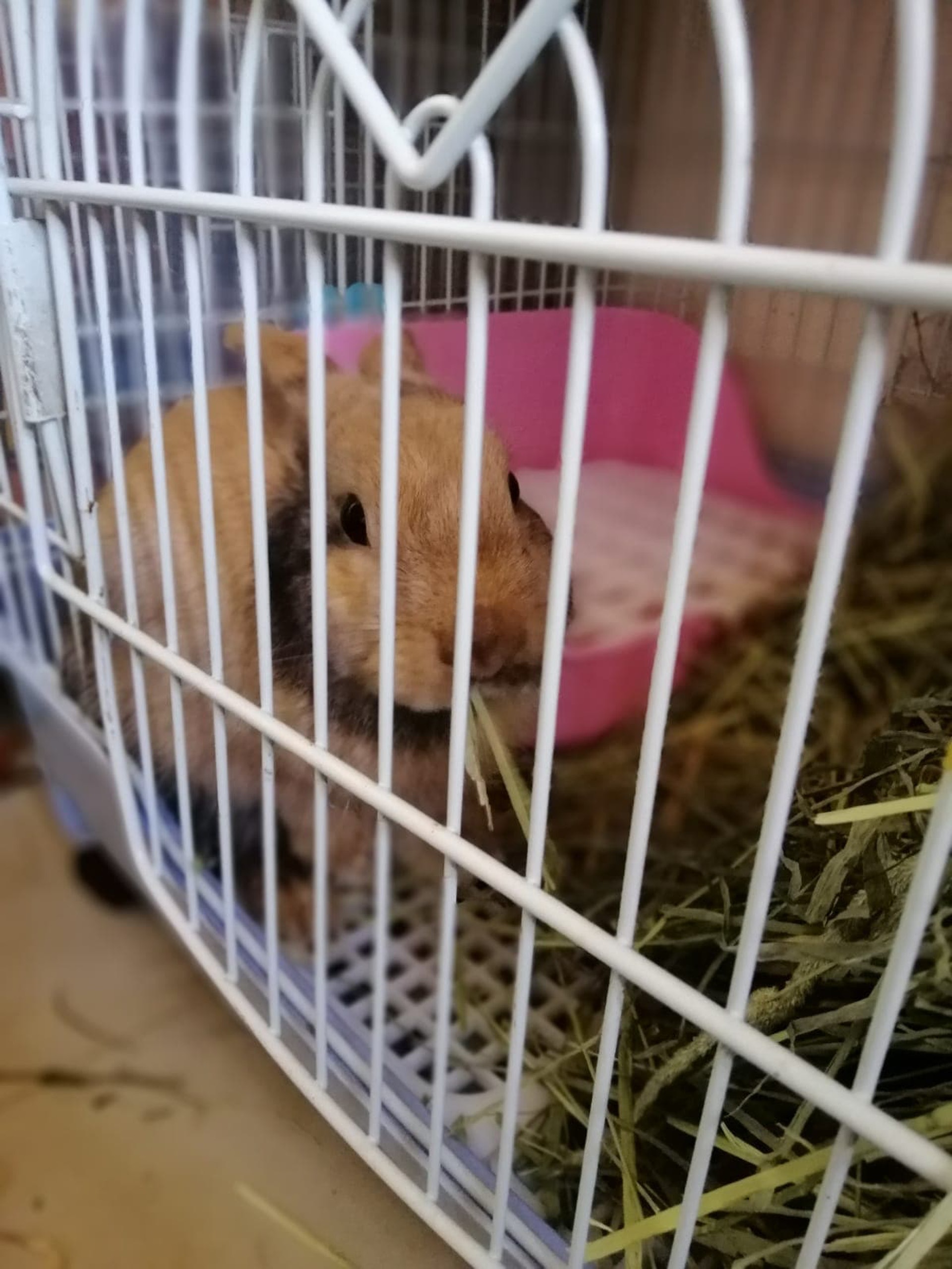 (相片由受訪者提供) (相片由受訪者提供)