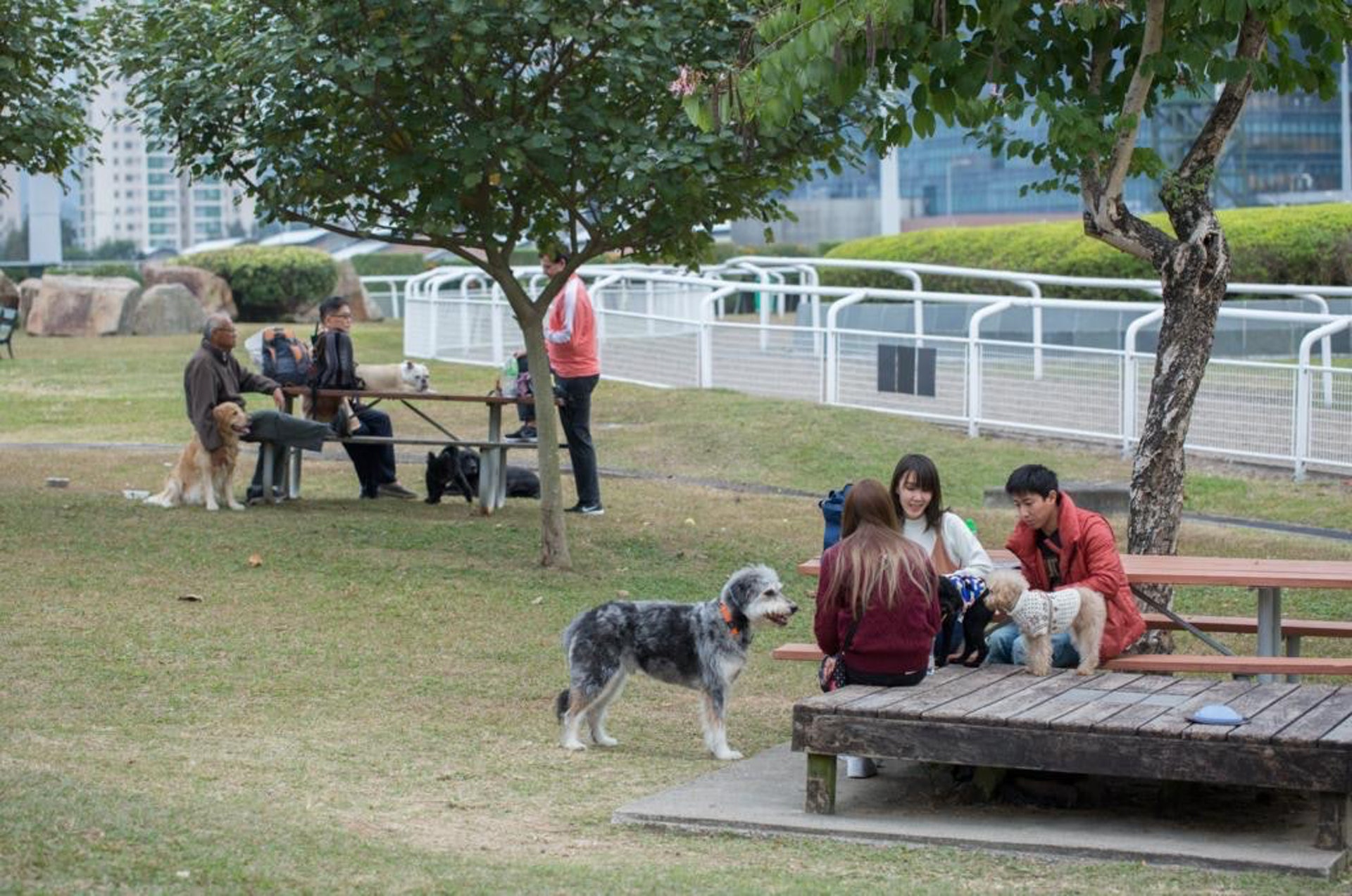 彭福公園是香港少有的公園可享人狗共融。(資料圖片) 彭福公園是香港少有的公園可享人狗共融。(資料圖片)
