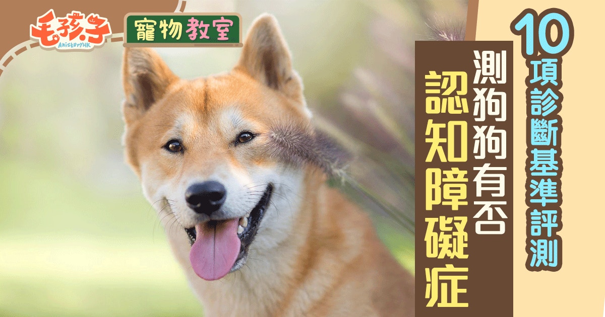 老狗健康 半夜吠叫認不出主人老狗認知障礙症測試 香港01 寵物