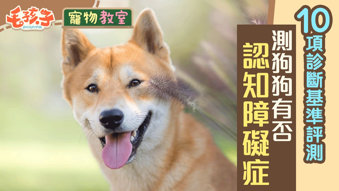 寵物老年失智危機的徵兆 Sofydog寵物精品