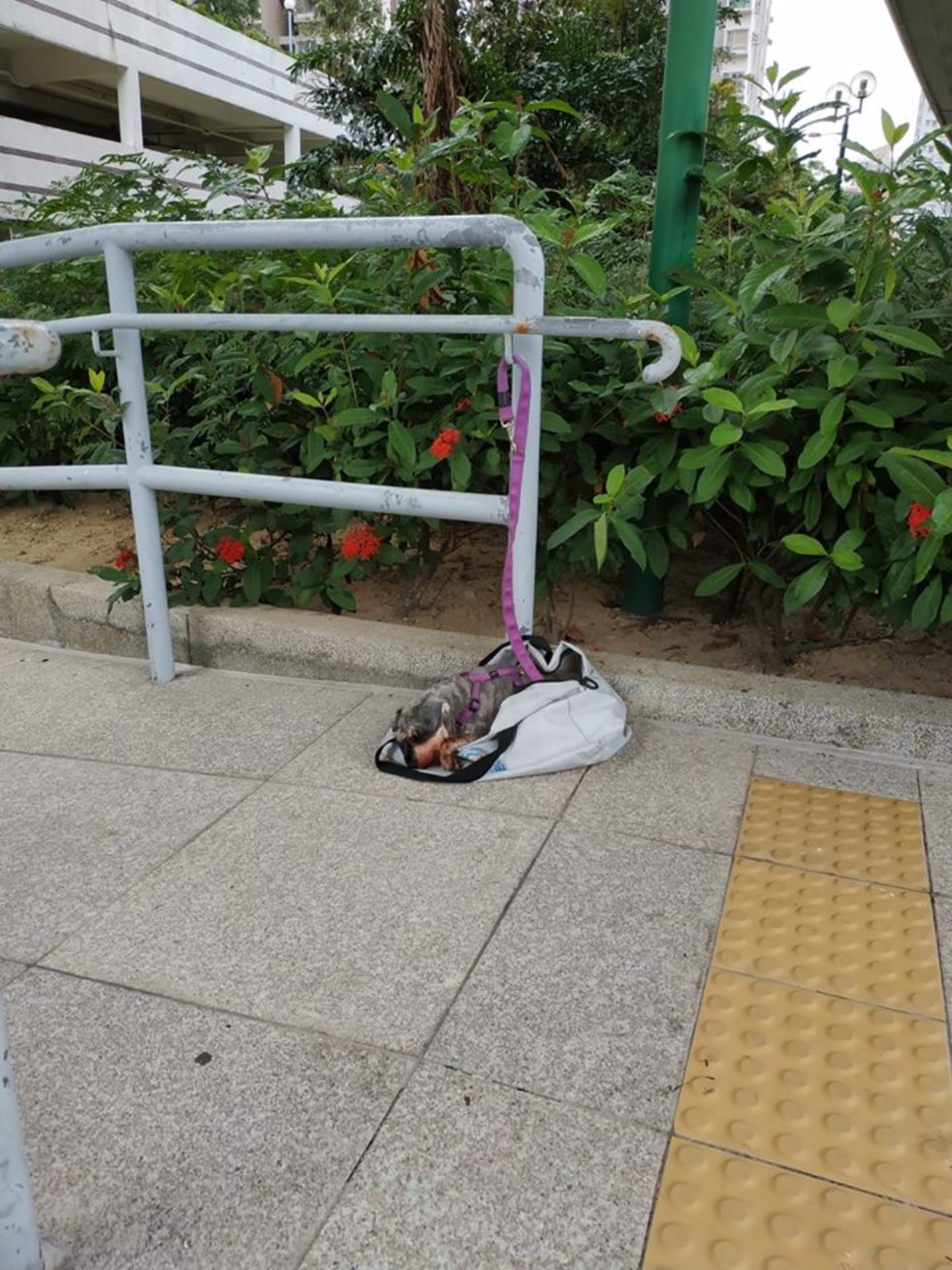 一名網民途經公園時,看見一隻史納莎獨坐原地,身旁只得一個簡陋的旅行袋及半包紙巾。(Facebook@沙田友) 一名網民途經公園時,看見一隻史納莎獨坐原地,身旁只得一個簡陋的旅行袋及半包紙巾。(Facebook@沙田友)