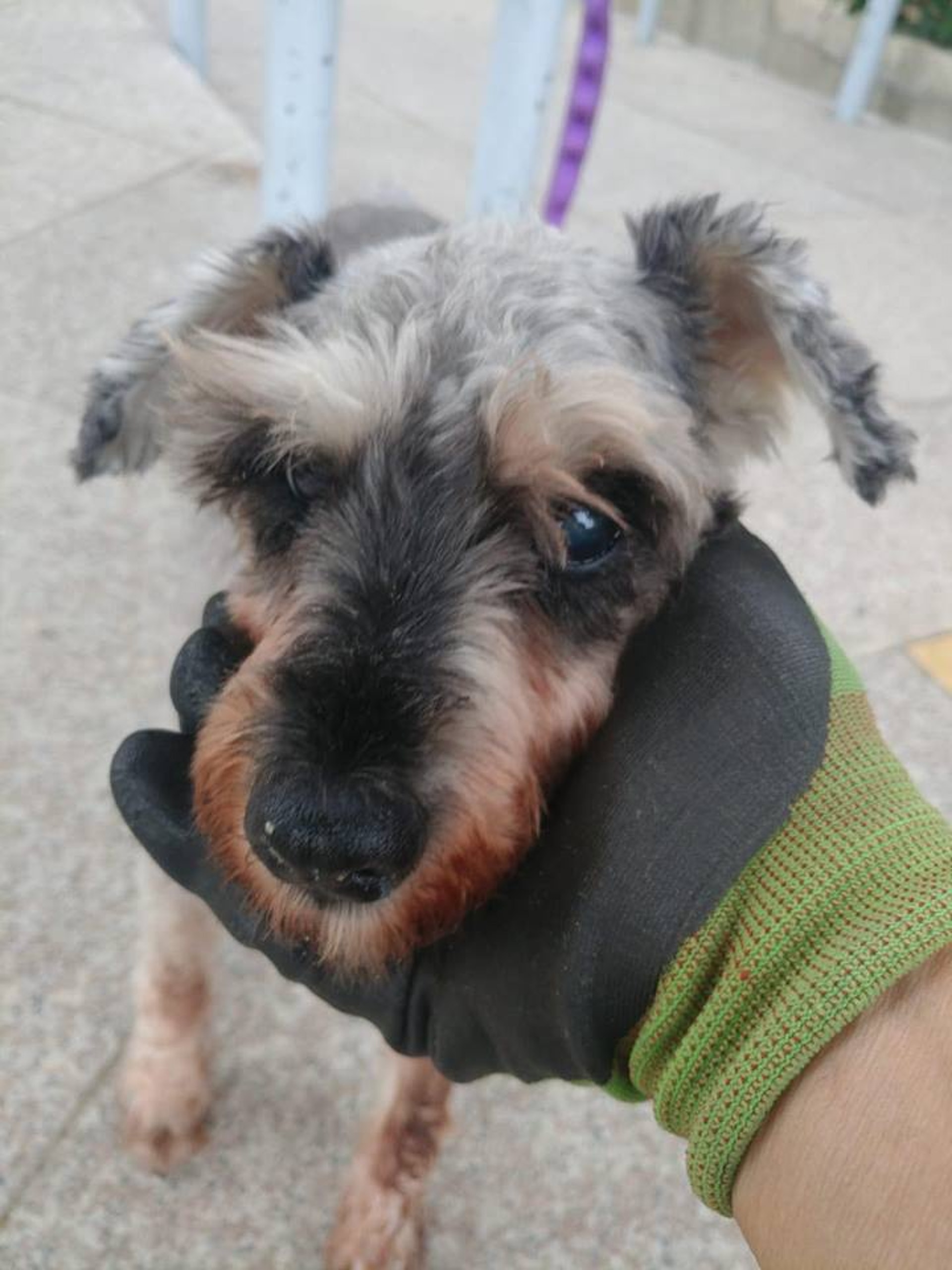 「毛孩守護者」接報後,隨即趕往現場救起史納莎。(Facebook@毛孩守護者) 「毛孩守護者」接報後,隨即趕往現場救起史納莎。(Facebook@毛孩守護者)