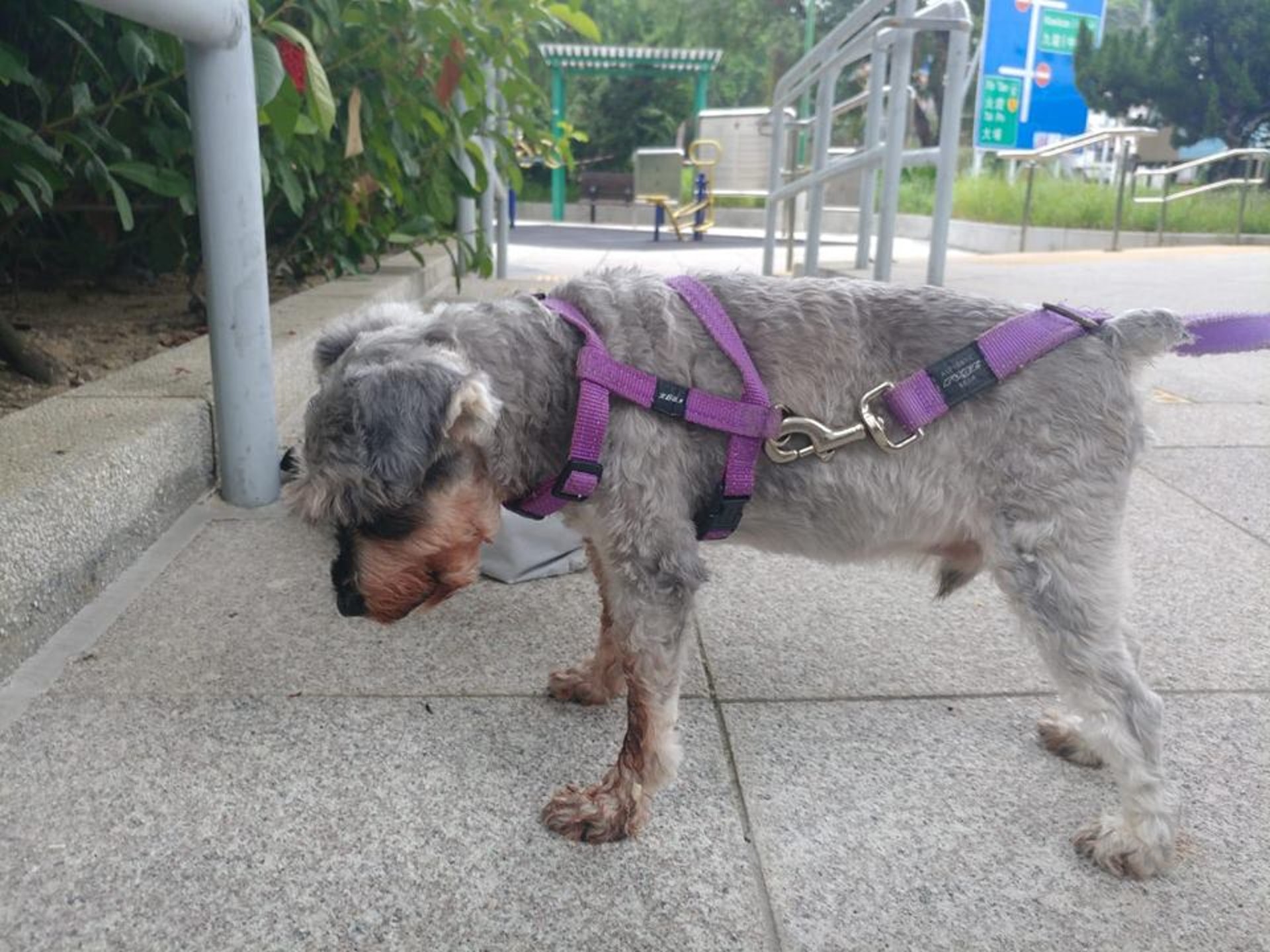 Kent表示狗狗已被取名為「Nasa」,現正帶牠到獸醫診所進行檢查。(Facebook@毛孩守護者) Kent表示狗狗已被取名為「Nasa」,現正帶牠到獸醫診所進行檢查。(Facebook@毛孩守護者)