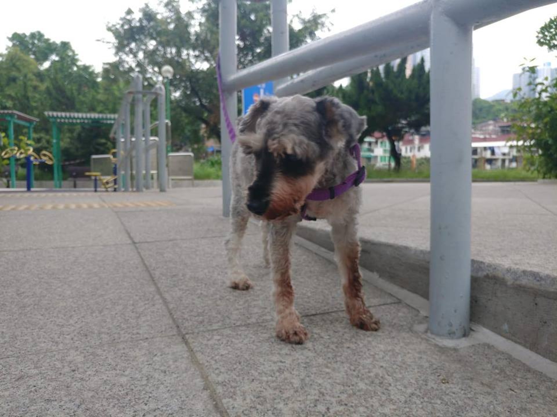 Kent指「Nasa」患有白內障及牙周病。(Facebook@毛孩守護者) Kent指「Nasa」患有白內障及牙周病。(Facebook@毛孩守護者)