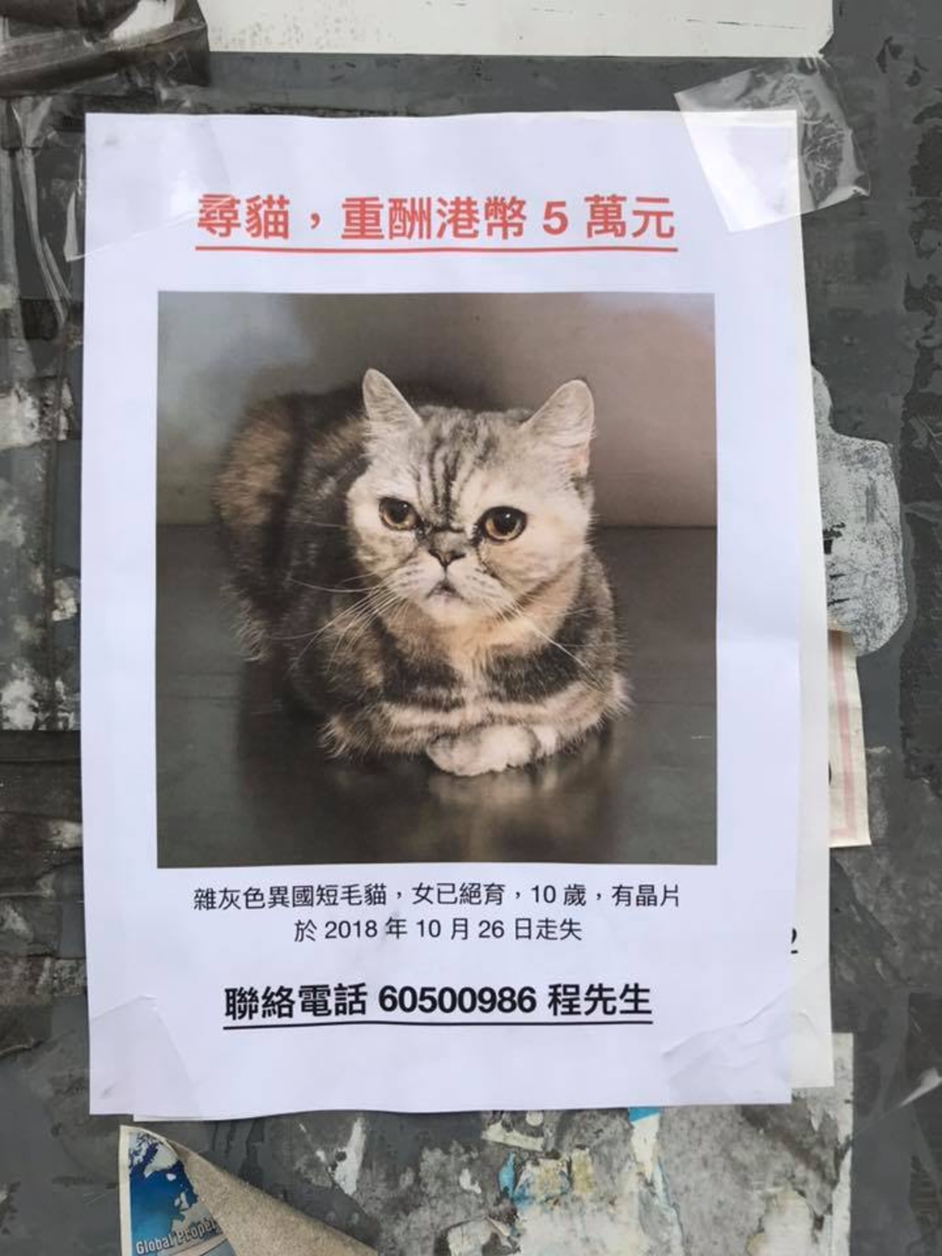 文傑所養的貓「Bebo」日前突然失蹤。(受訪者提供) 文傑所養的貓「Bebo」日前突然失蹤。(受訪者提供)