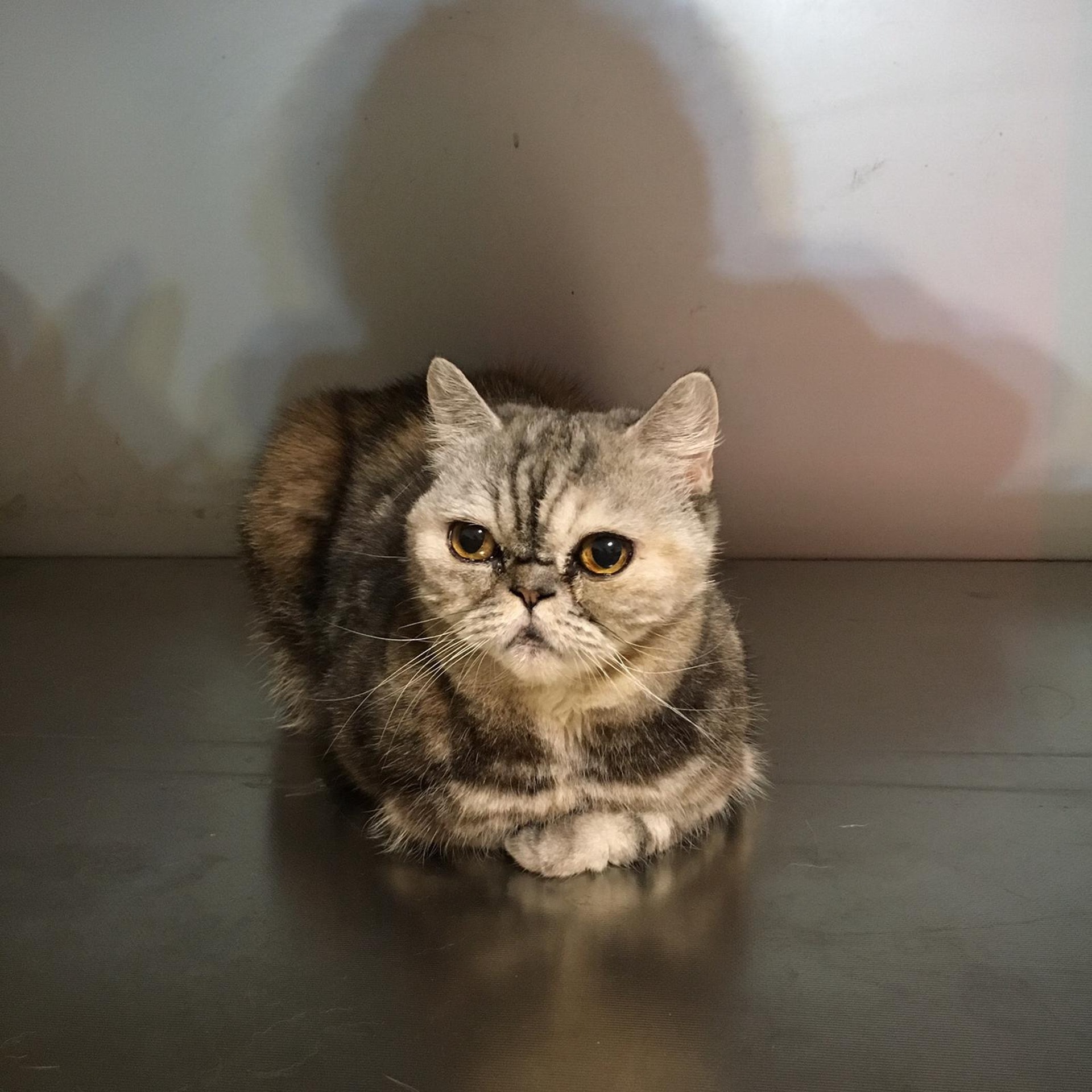 他找遍屋內及住所附近也未能尋回「Bebo」。(受訪者提供) 他找遍屋內及住所附近也未能尋回「Bebo」。(受訪者提供)