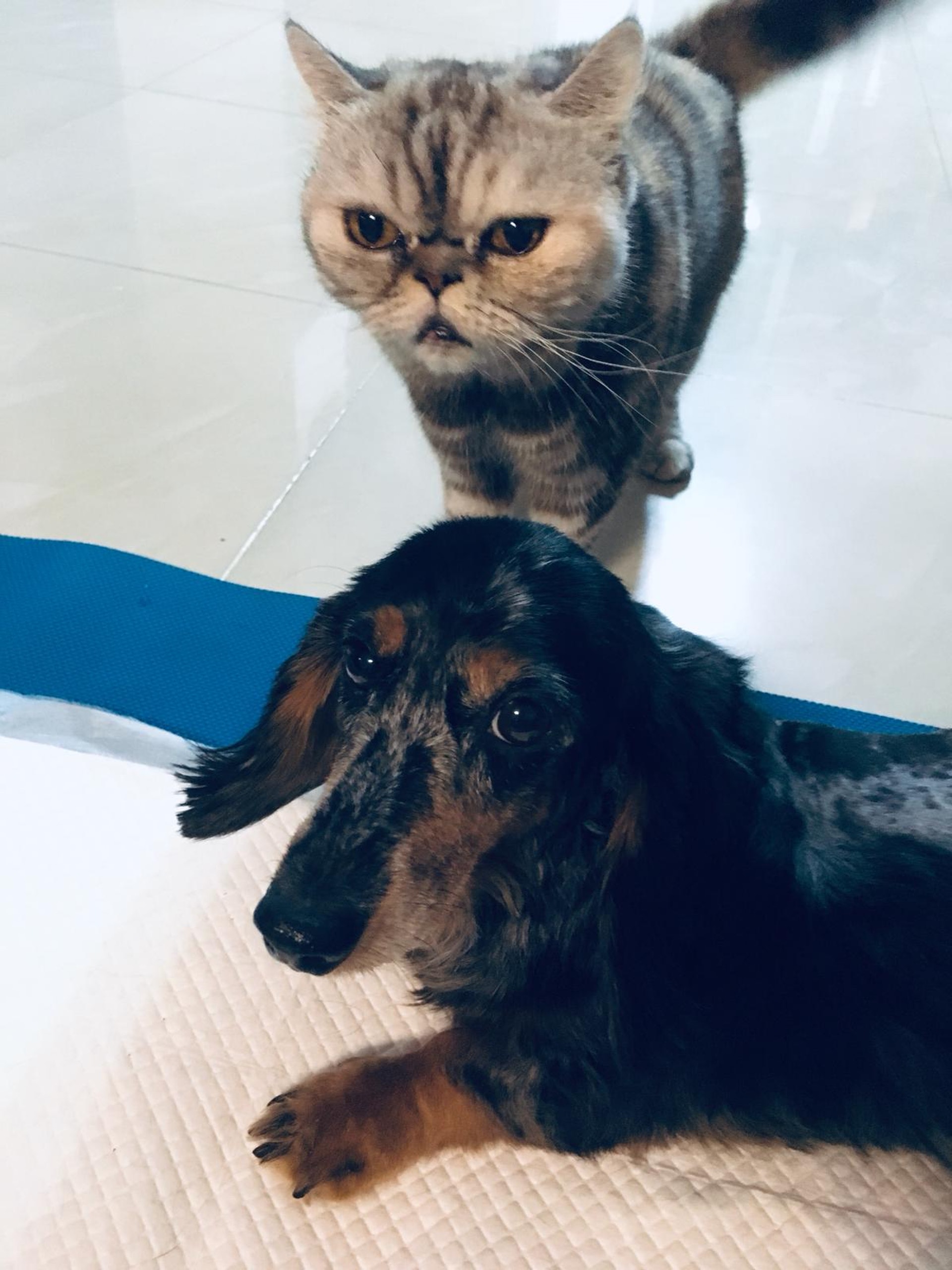 文傑家中養有一貓兩狗。(受訪者提供) 文傑家中養有一貓兩狗。(受訪者提供)