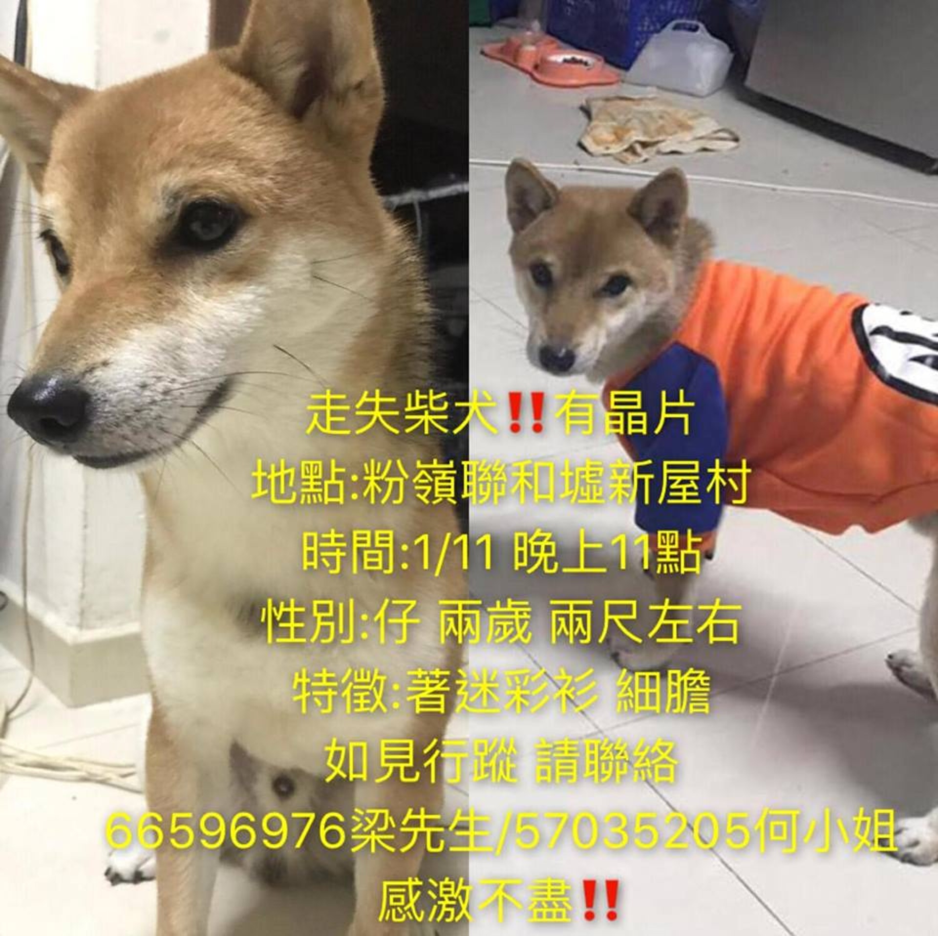 Coffee走失後,狗主何小姐馬上在Facebook群組發帖尋狗。(相片由受訪者提供) Coffee走失後,狗主何小姐馬上在Facebook群組發帖尋狗。(相片由受訪者提供)