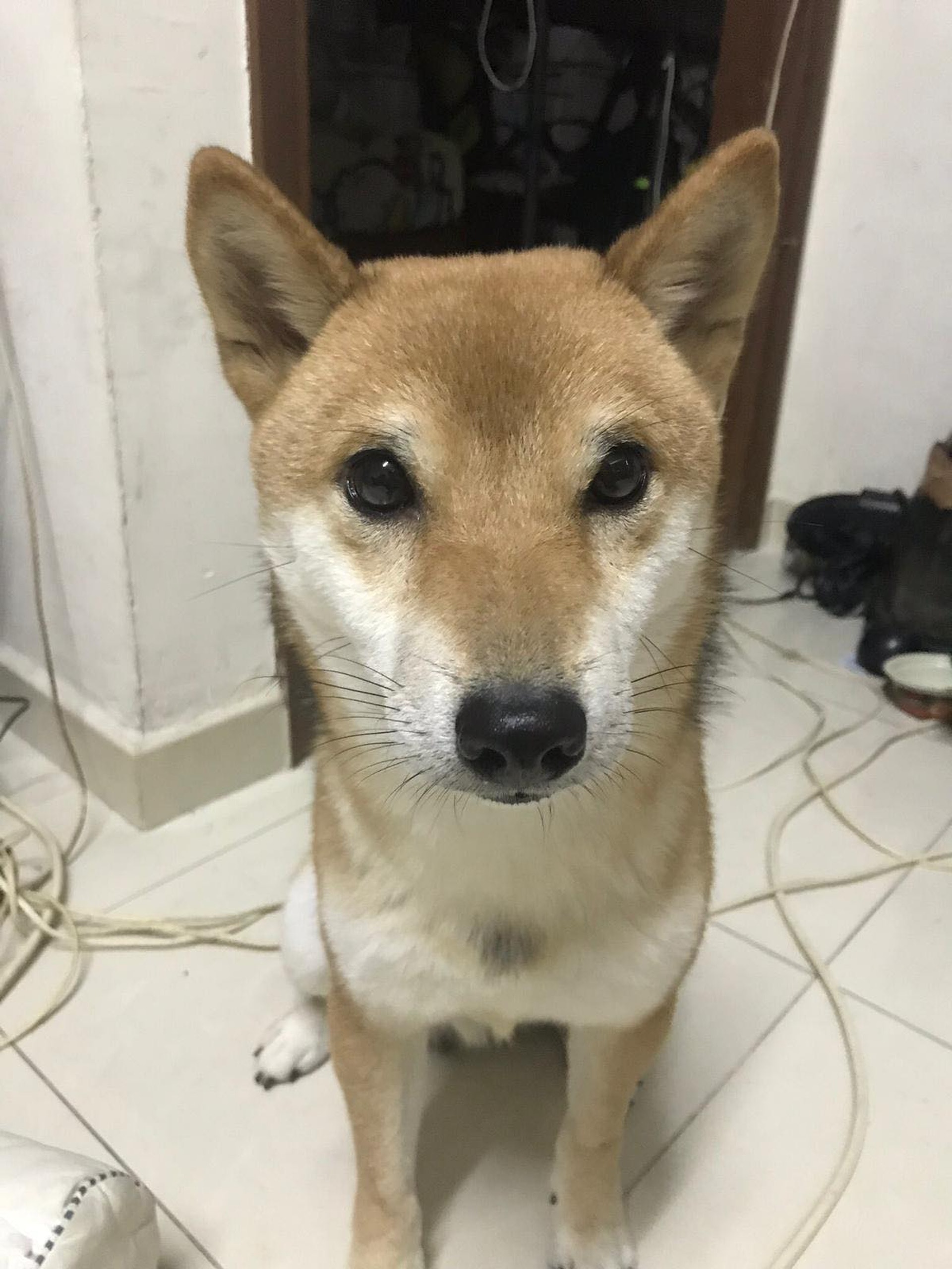 Coffee胸有一束黑色的毛髮。(相片由受訪者提供) Coffee胸有一束黑色的毛髮。(相片由受訪者提供)