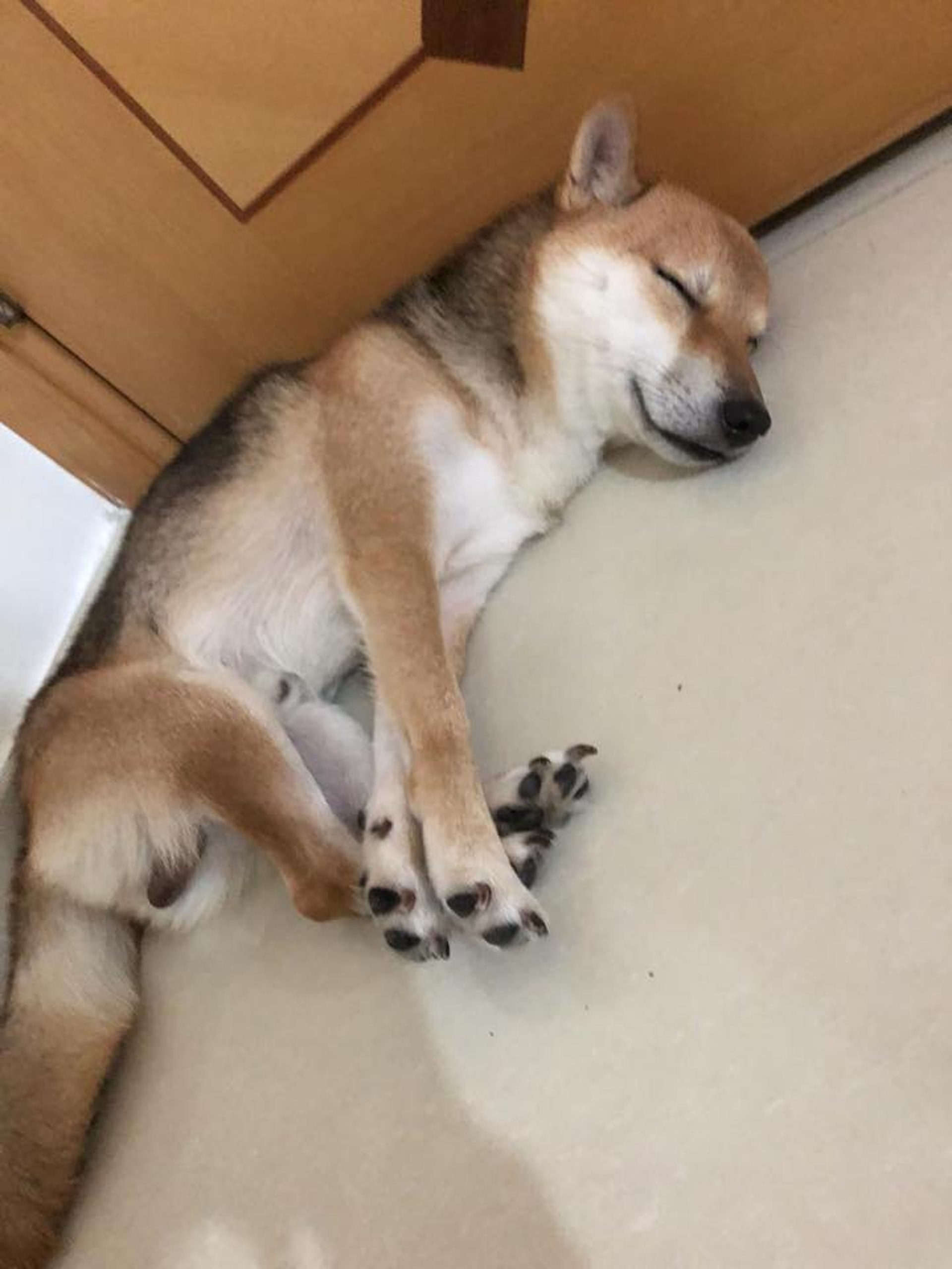 Coffee已經走失3天,狗主希望可以盡早找到愛犬。(相片由受訪者提供) Coffee已經走失3天,狗主希望可以盡早找到愛犬。(相片由受訪者提供)