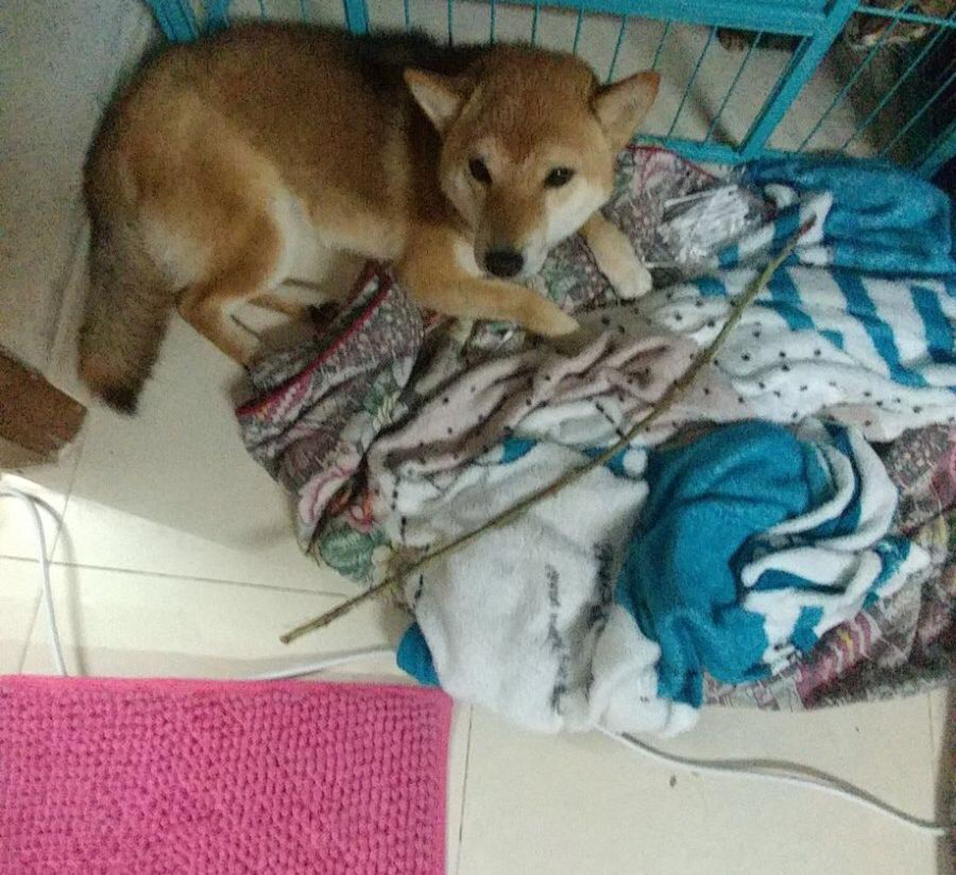 狗主為了Coffee每天茶飯不思。(相片由受訪者提供) 狗主為了Coffee每天茶飯不思。(相片由受訪者提供)