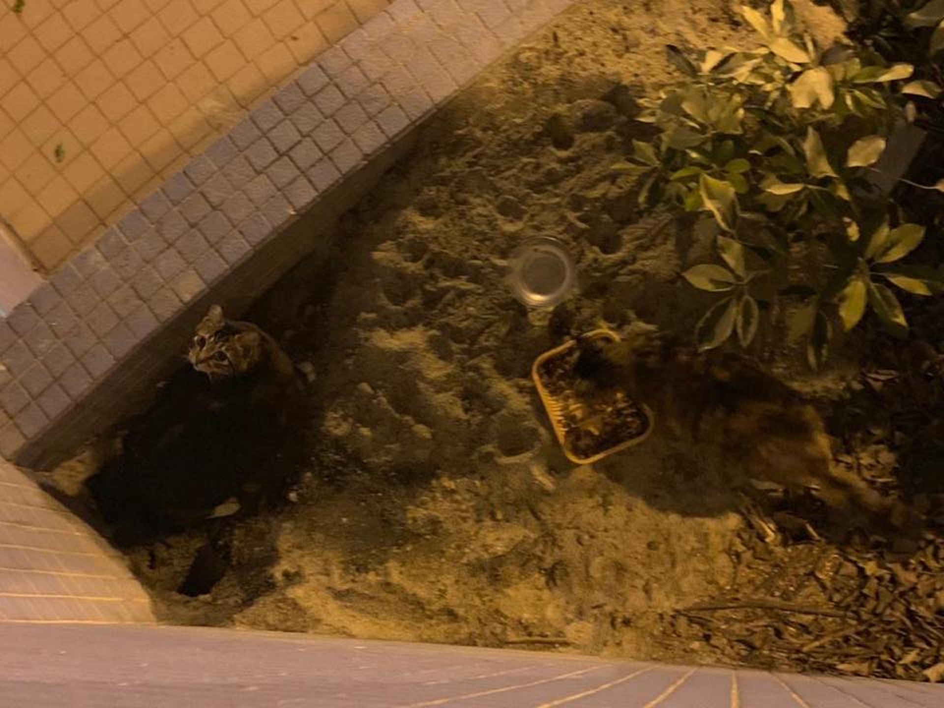 民建聯葵青區議員盧婉婷曾在晚上7時許實地視察,她證實最後一隻貓已找到,安全無恙,並指會由貓義工將貓隻救走並安排領養。(盧婉婷FB圖片) 民建聯葵青區議員盧婉婷曾在晚上7時許實地視察,她證實最後一隻貓已找到,安全無恙,並指會由貓義工將貓隻救走並安排領養。(盧婉婷FB圖片)