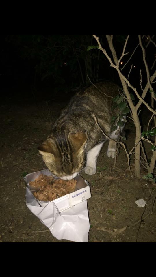 五隻生活在洞內的貓。(小白與小黑救救山上狗群FB圖) 五隻生活在洞內的貓。(小白與小黑救救山上狗群FB圖)