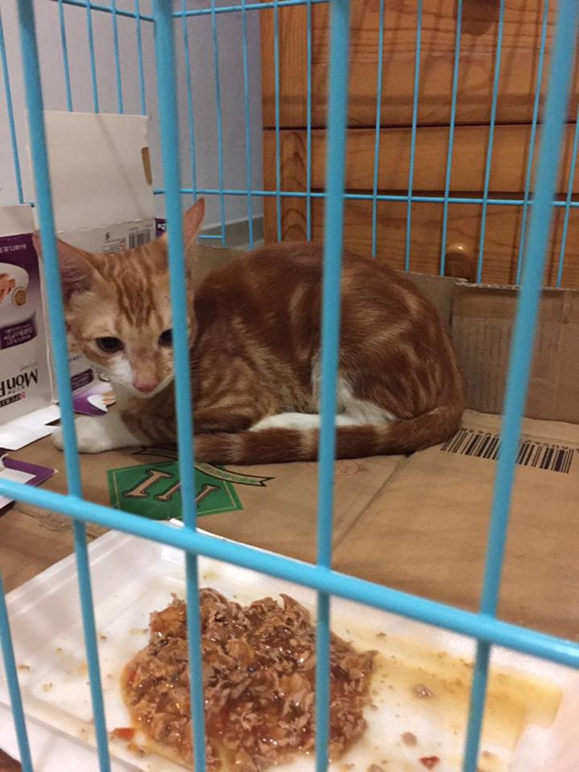 五隻生活在洞內的貓。(小白與小黑救救山上狗群FB圖) 五隻生活在洞內的貓。(小白與小黑救救山上狗群FB圖)