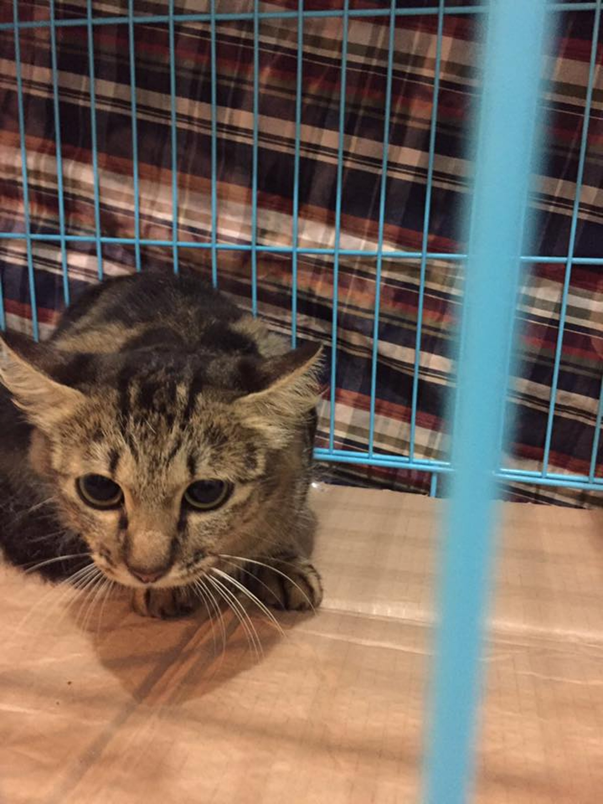 五隻生活在洞內的貓。(小白與小黑救救山上狗群FB圖) 五隻生活在洞內的貓。(小白與小黑救救山上狗群FB圖)