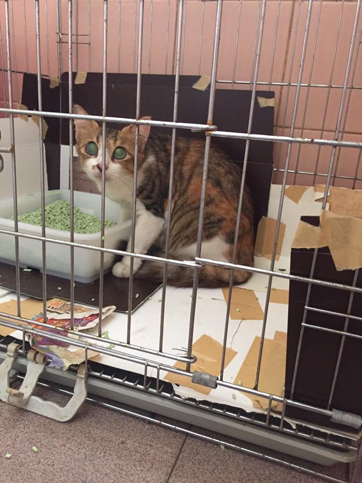 五隻生活在洞內的貓。(小白與小黑救救山上狗群FB圖) 五隻生活在洞內的貓。(小白與小黑救救山上狗群FB圖)