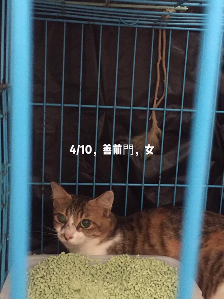 五隻生活在洞內的貓。(小白與小黑救救山上狗群FB圖) 五隻生活在洞內的貓。(小白與小黑救救山上狗群FB圖)