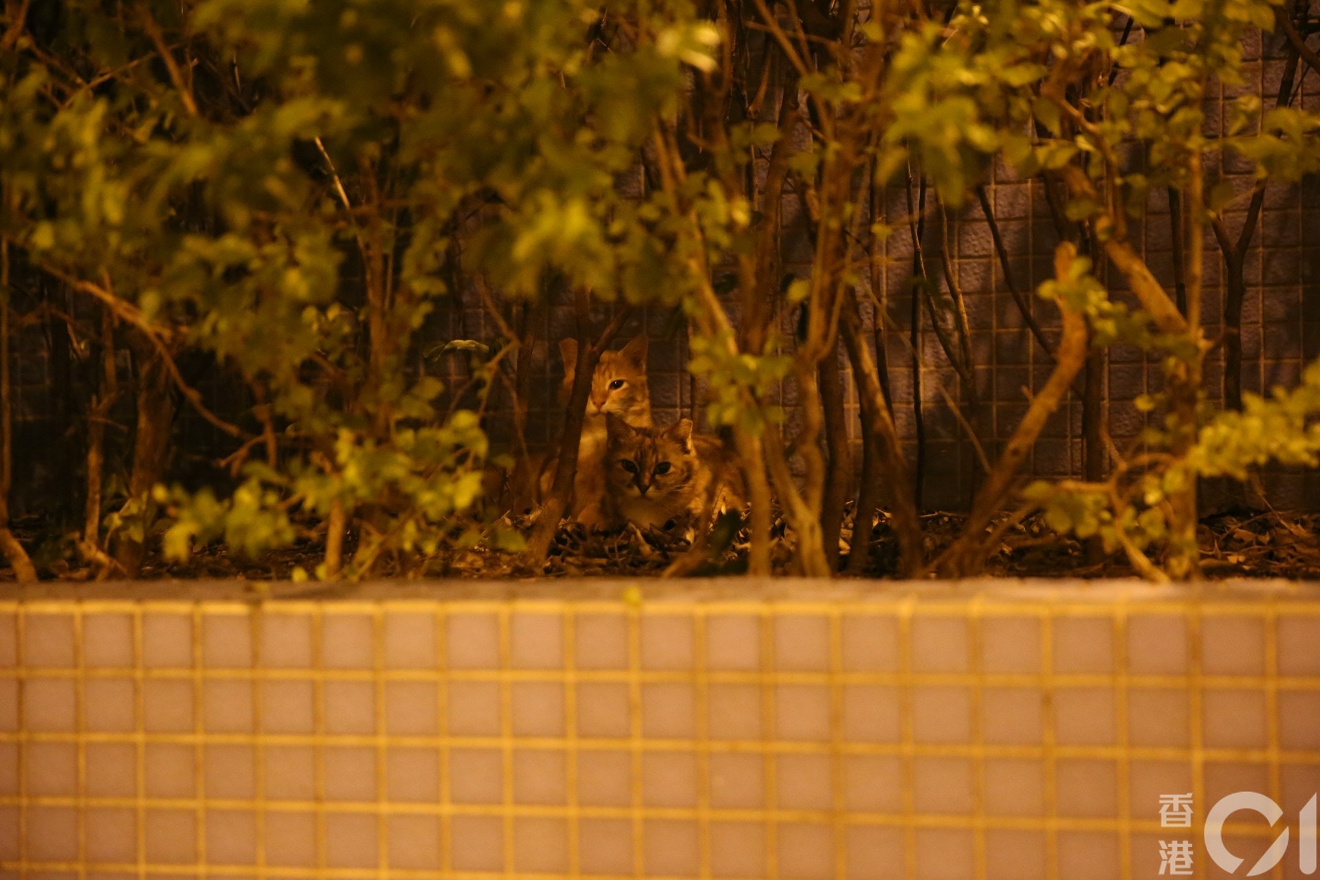 兩隻貓在現場草叢內活動,膽小怕人。(王譯揚攝) 兩隻貓在現場草叢內活動,膽小怕人。(王譯揚攝)