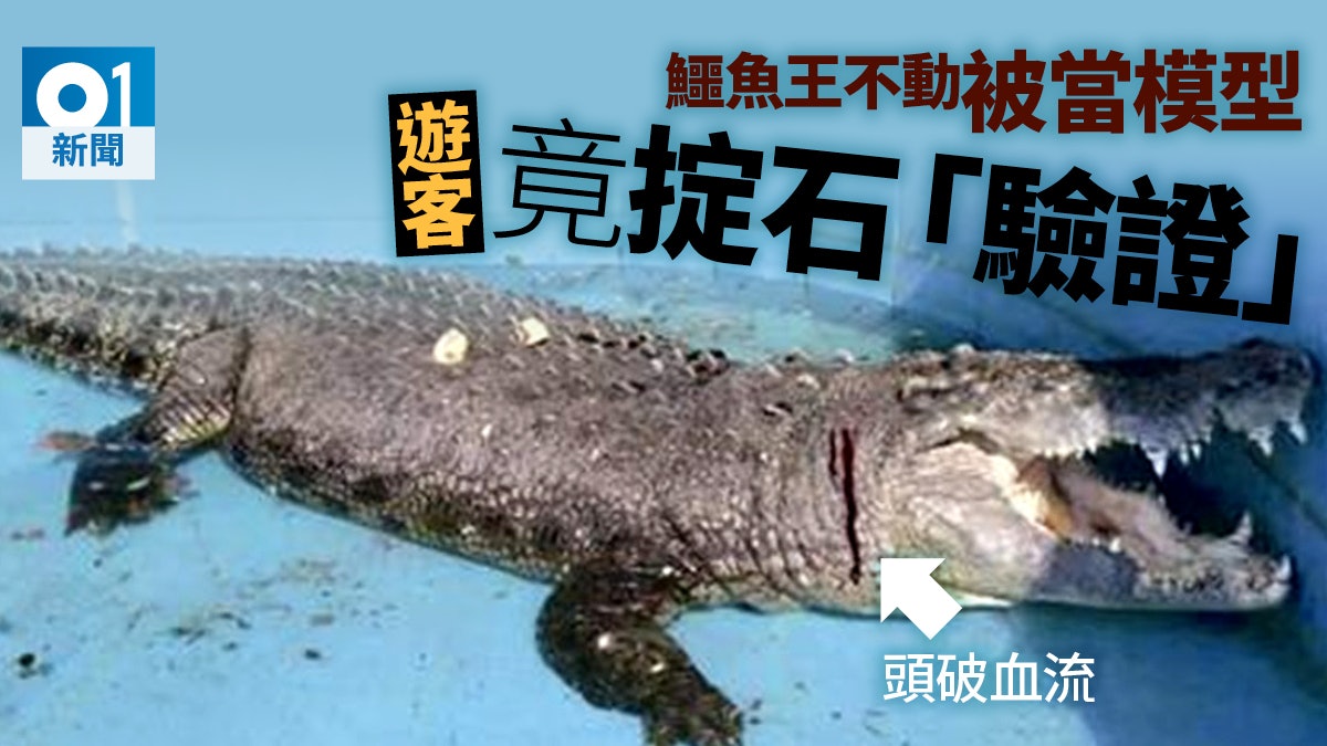 【天冷唔想郁】家庭遊客想知真定假 廈門鱷魚王無辜被砸爆頭流血 【天冷唔想郁】家庭遊客想知真定假 廈門鱷魚王無辜被砸爆頭流血