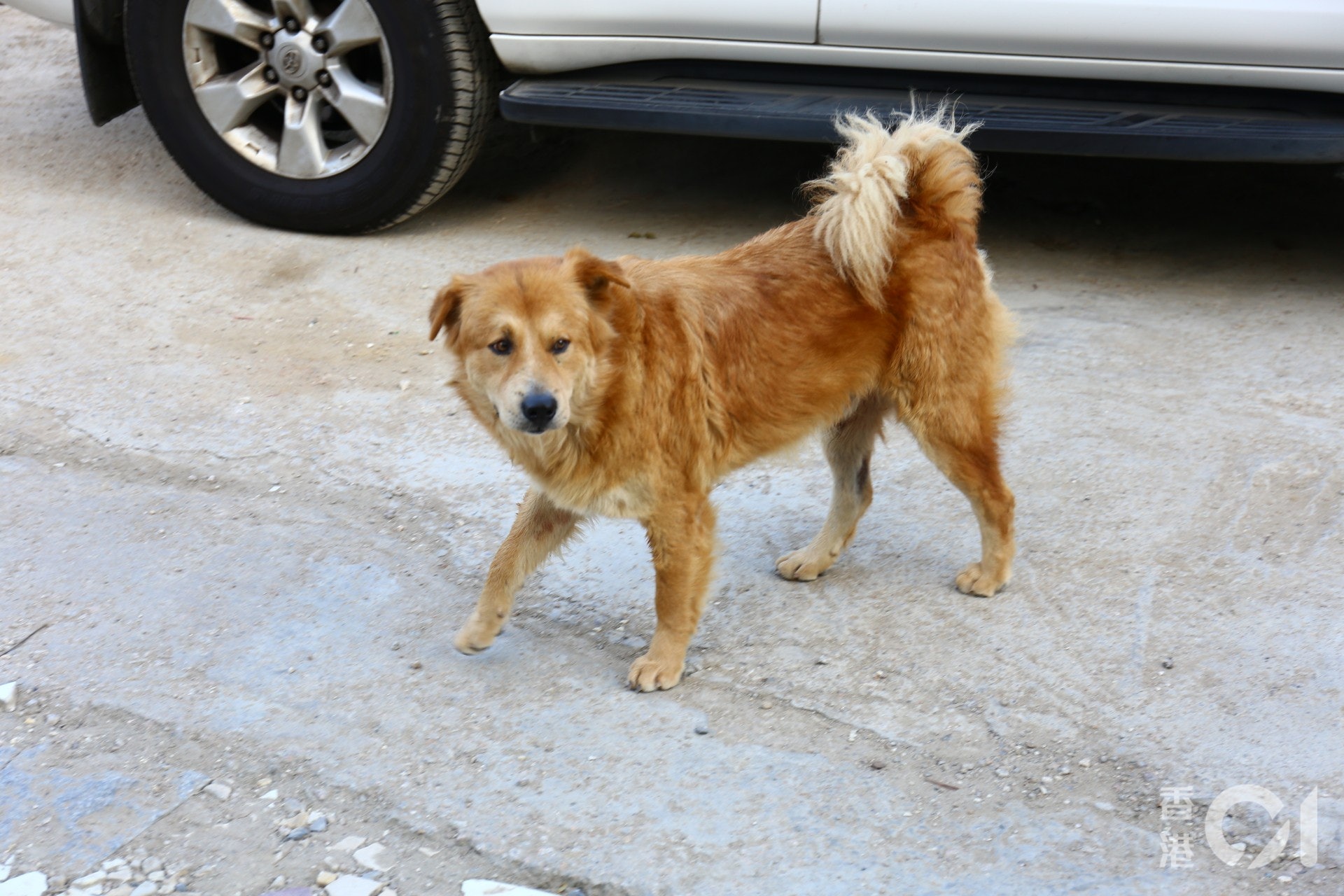 唐狗肥仔叼出貓屍。(魯嘉裕攝) 唐狗肥仔叼出貓屍。(魯嘉裕攝)