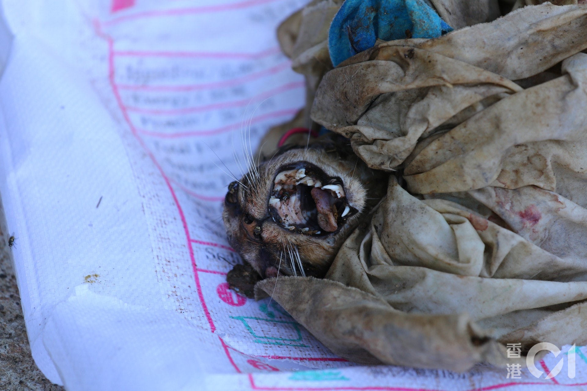 懷疑被虐待的貓隻張開嘴巴。(魯嘉裕攝) 懷疑被虐待的貓隻張開嘴巴。(魯嘉裕攝)