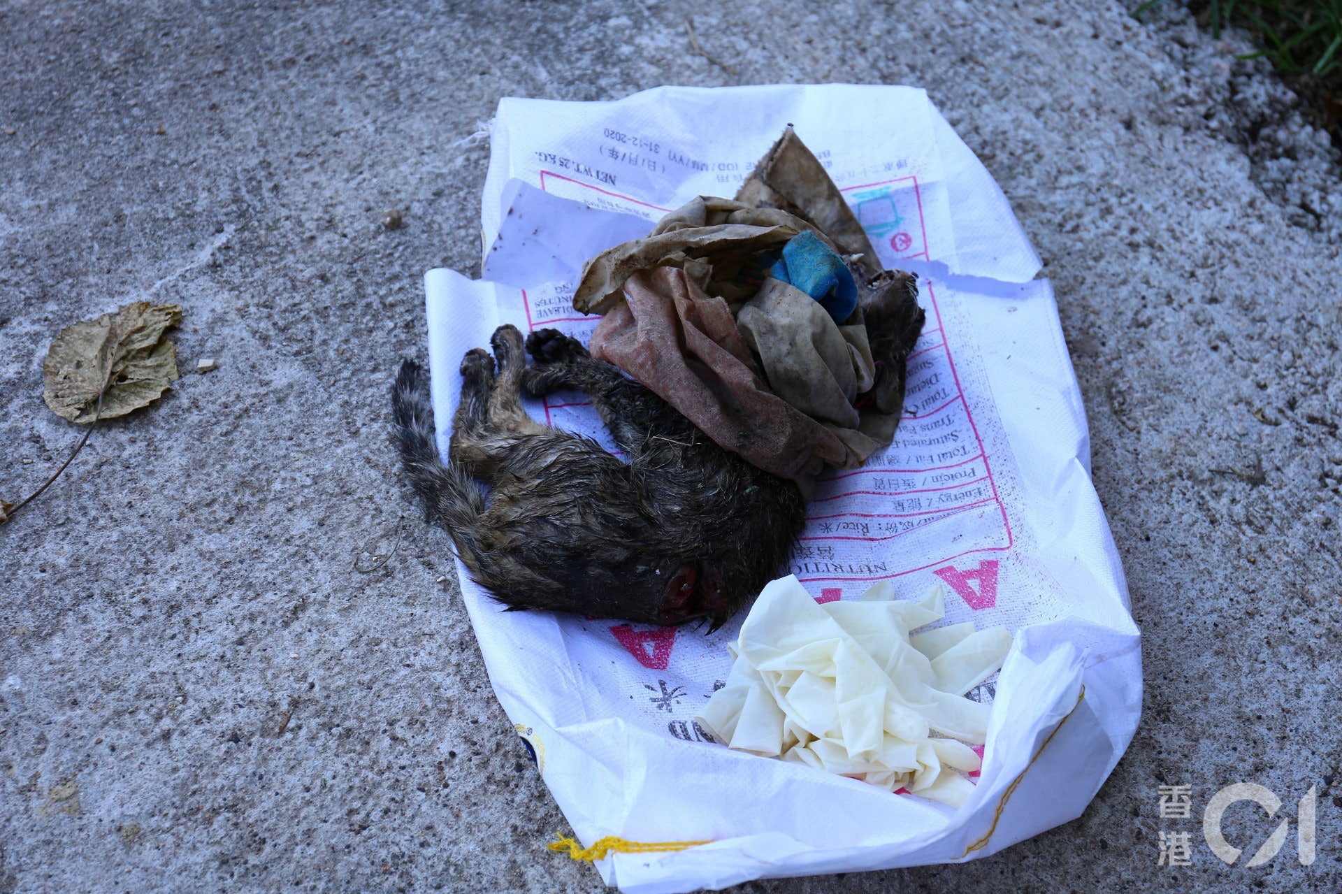 貓隻死狀恐怖。(魯嘉裕攝) 貓隻死狀恐怖。(魯嘉裕攝)