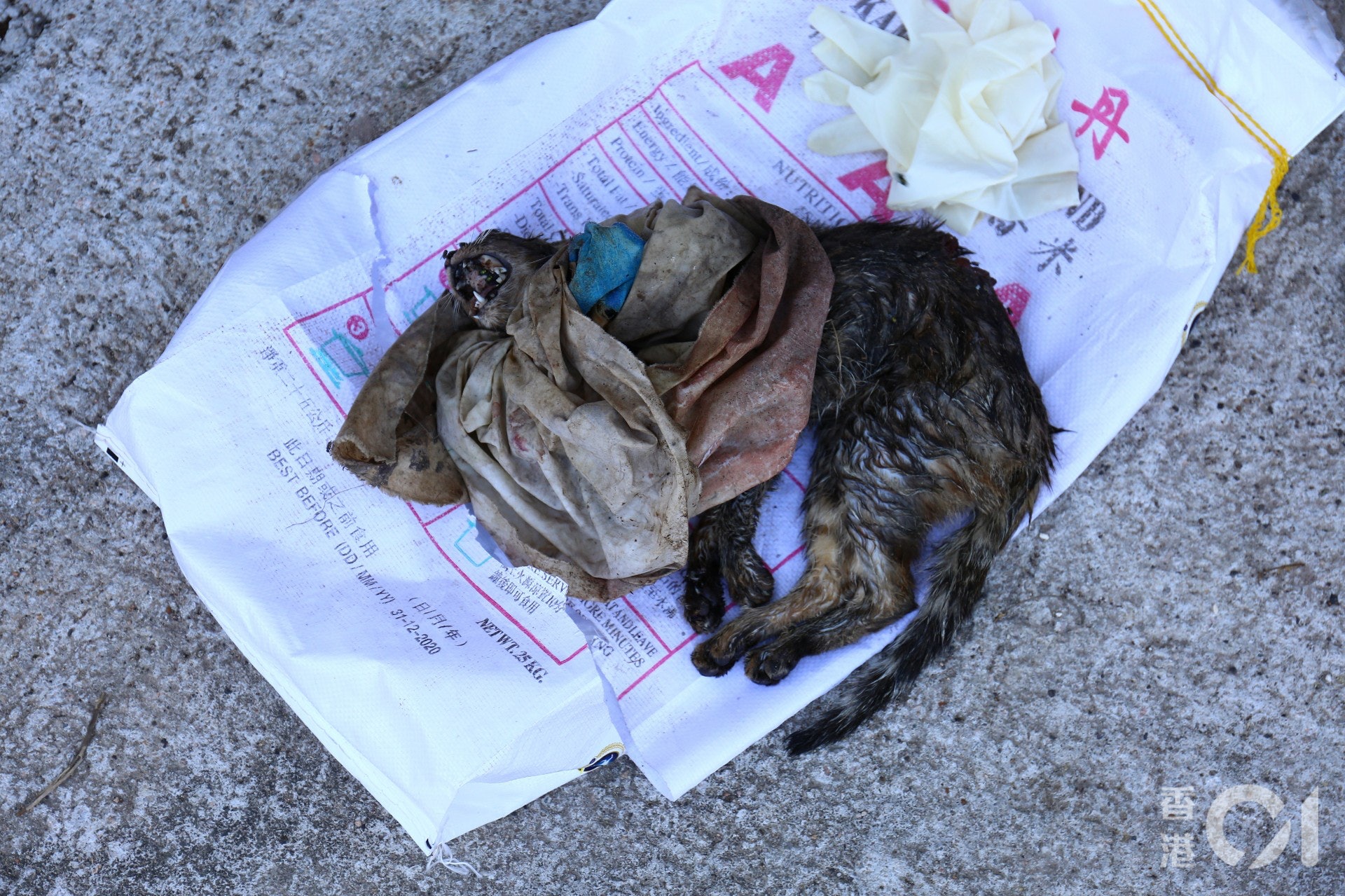 貓隻死狀恐怖。(魯嘉裕攝) 貓隻死狀恐怖。(魯嘉裕攝)