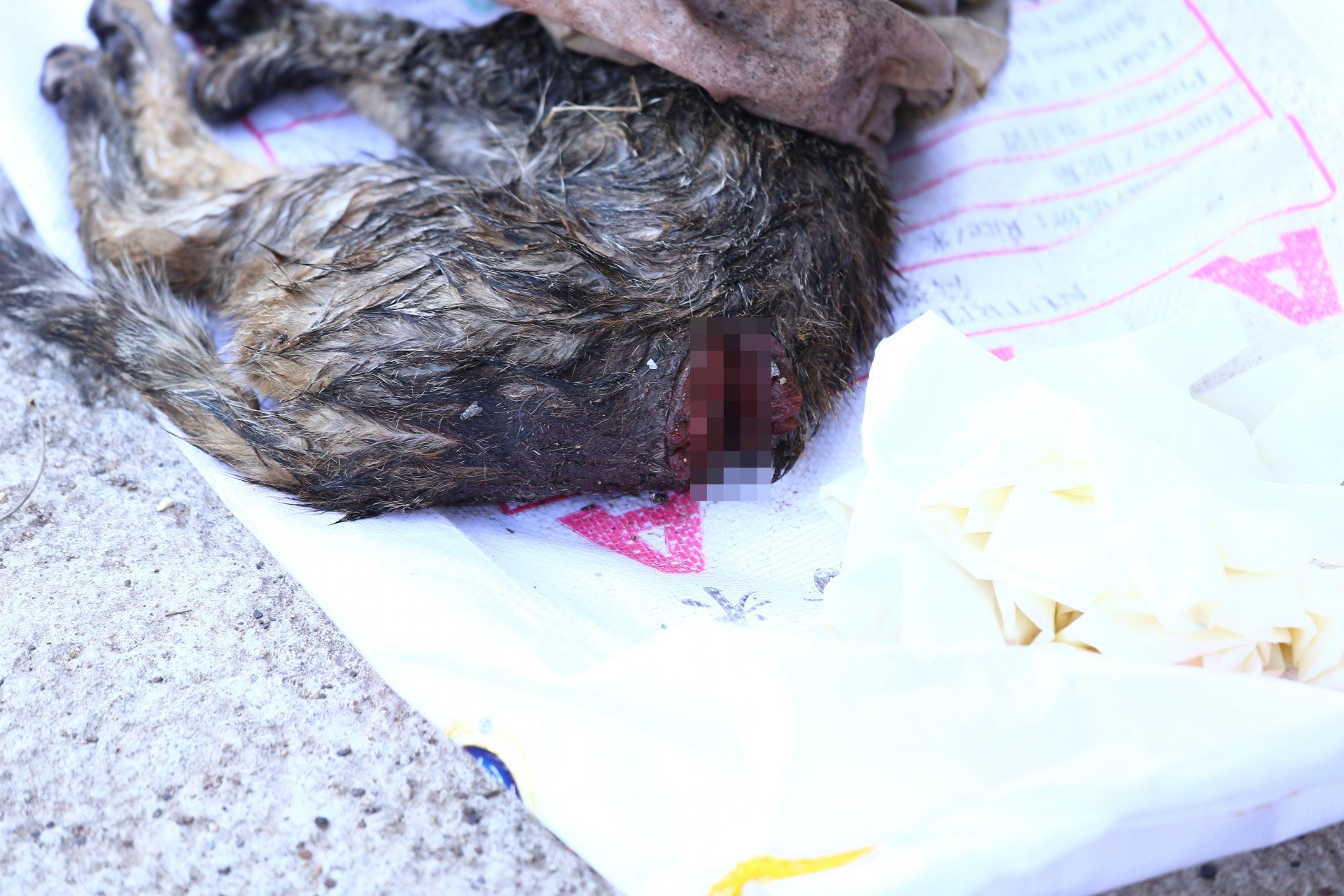 被虐貓隻背部疑被利器割開。(魯嘉裕攝) 被虐貓隻背部疑被利器割開。(魯嘉裕攝)