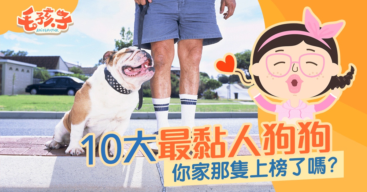 10大黏人狗狗品種　你家狗狗上榜了嗎？
