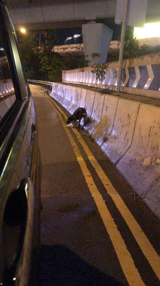 10月30 日,牠在紅磡隧道及火車站範圍徘徊。(debbie圖片) 10月30 日,牠在紅磡隧道及火車站範圍徘徊。(debbie圖片)